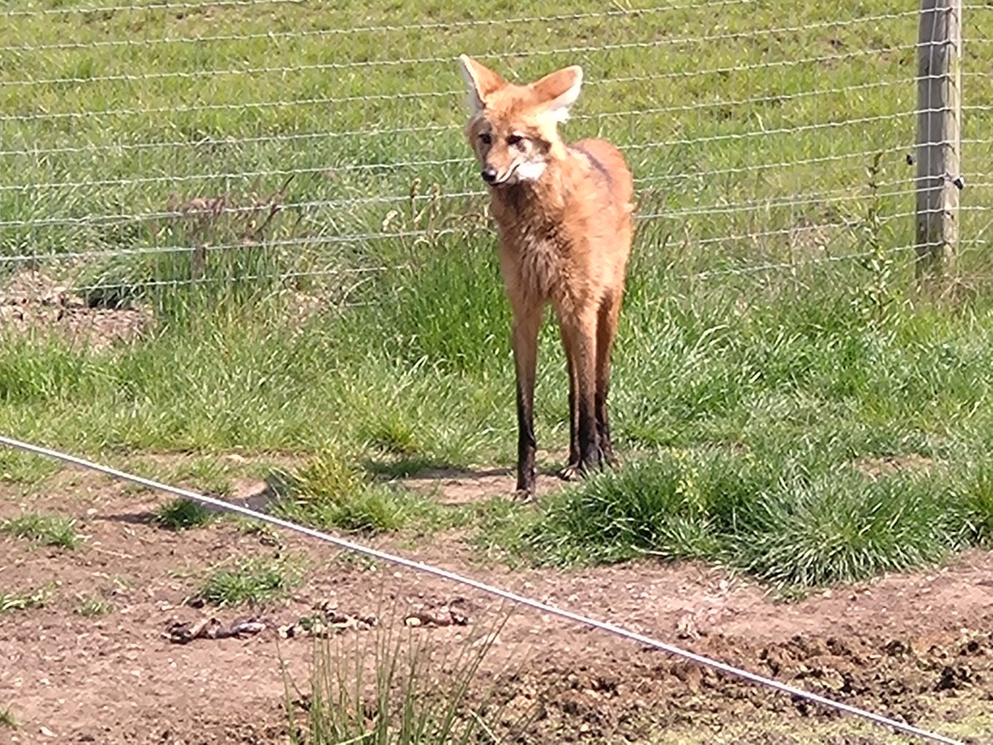 Young Maned Wolf 6/6/24