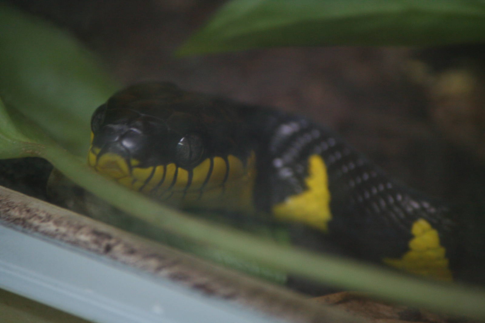 Young mangrove snake