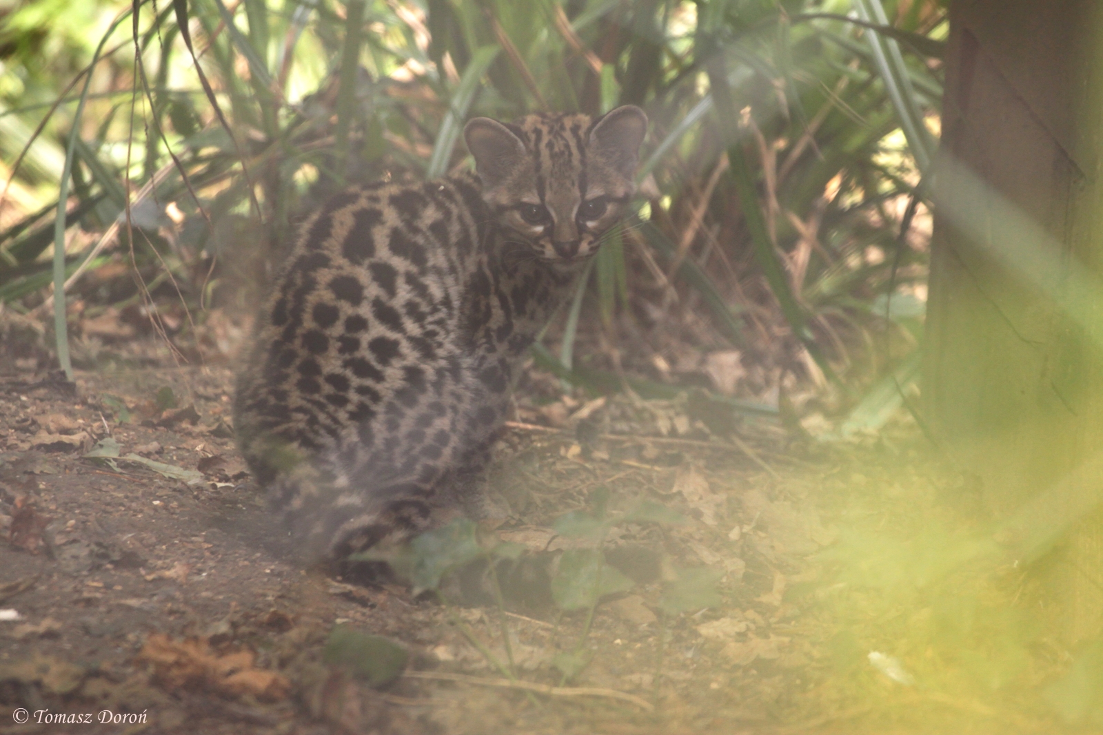 Young Margay (Leopardus wiedii)