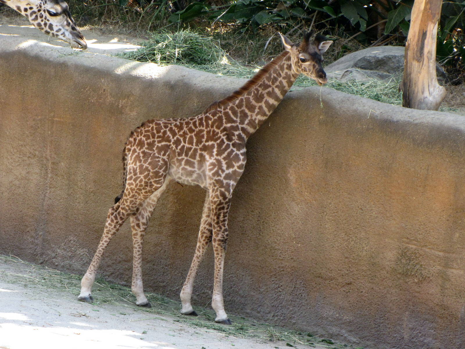 Young Masai Giraffe