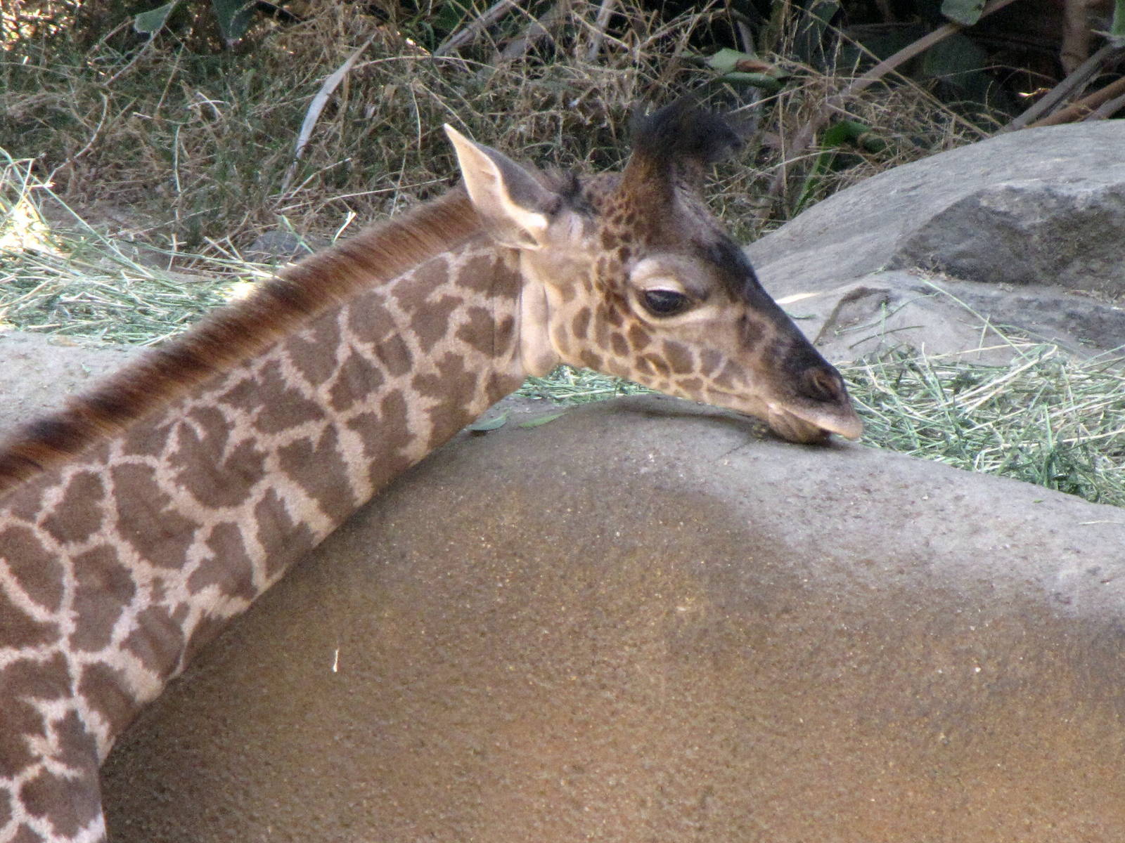 Young Masai Giraffe