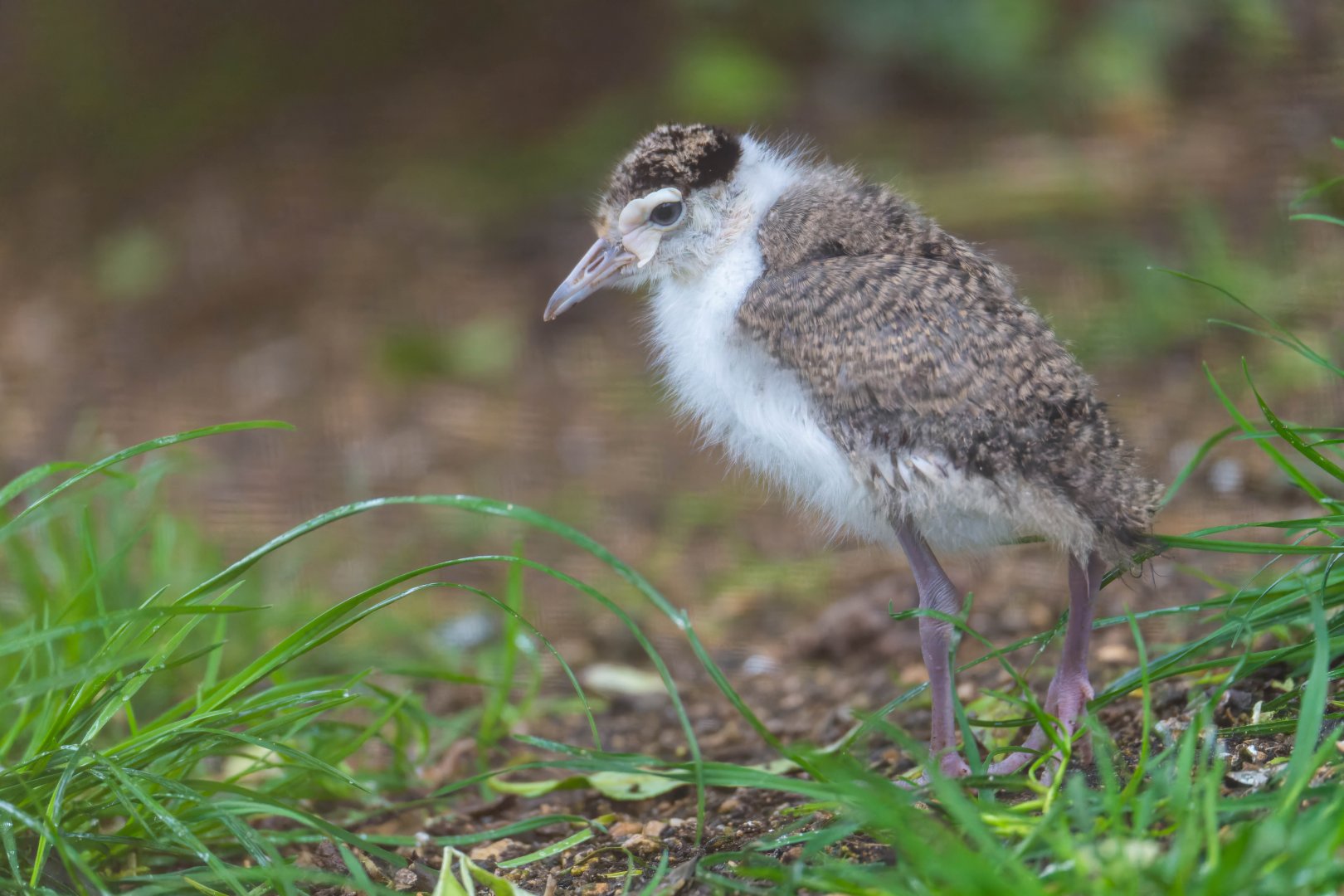 Young masked Lapwing, CWP, UK