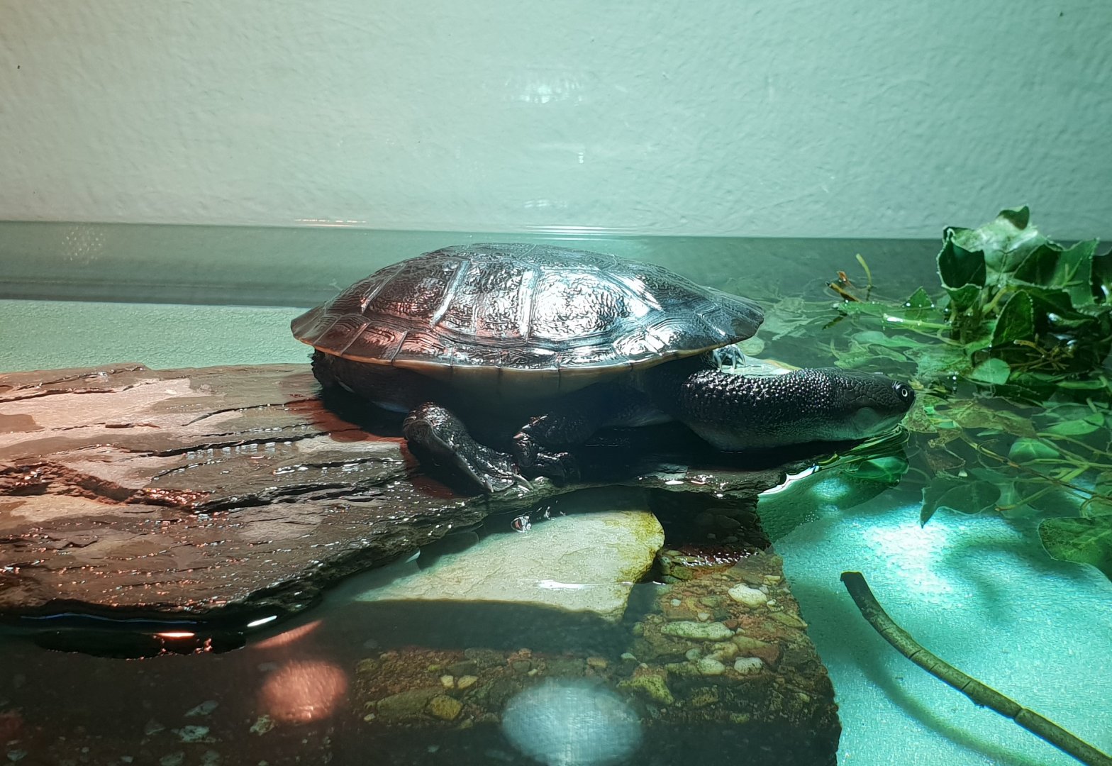 Young McCord's snake-necked turtle - hatched Oct 2017