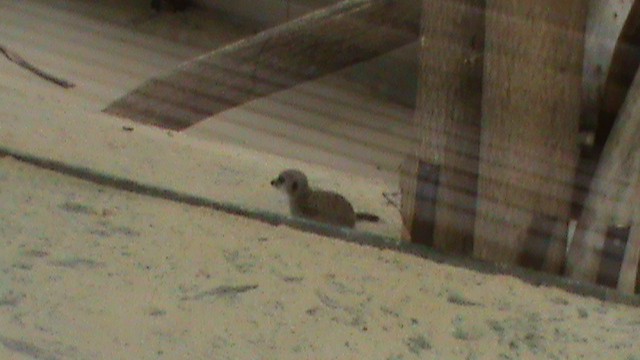 Young Meerkat