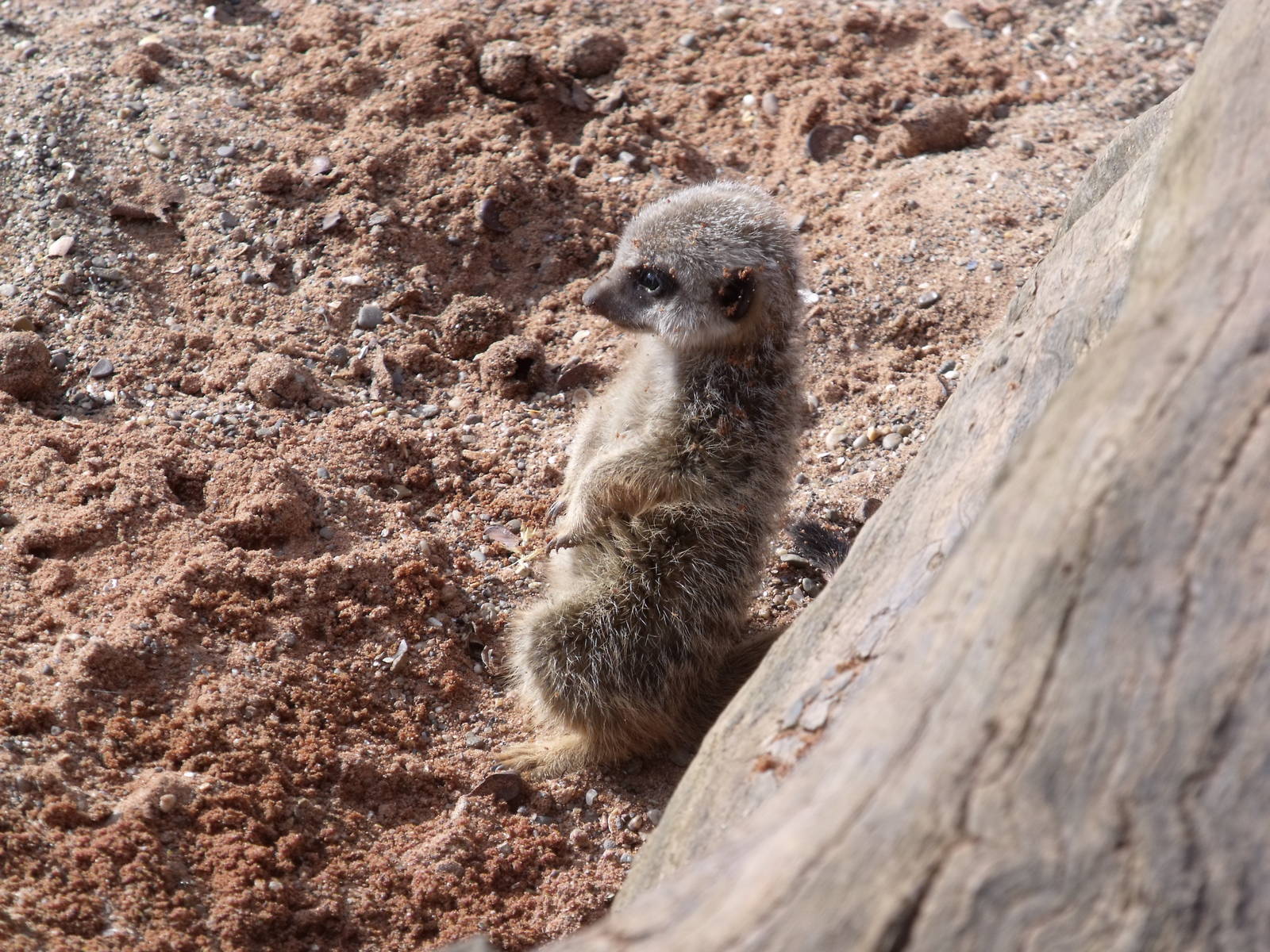 Young Meerkat