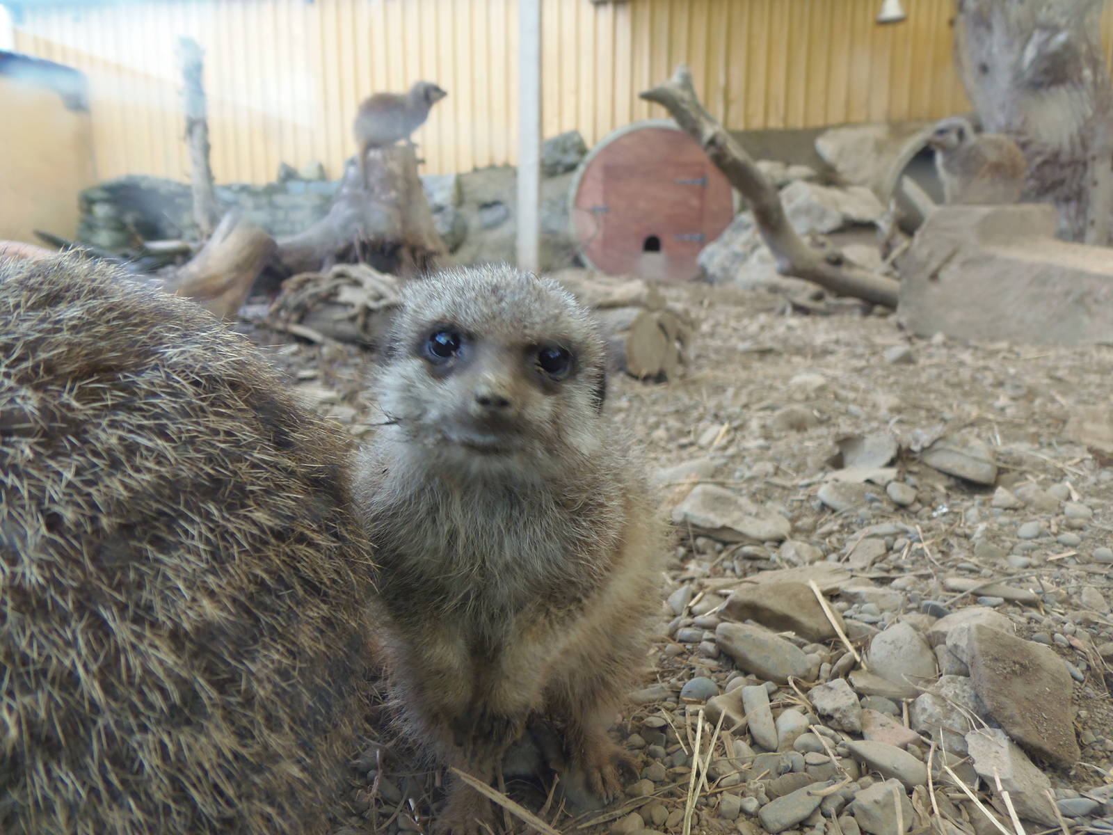 young meerkat