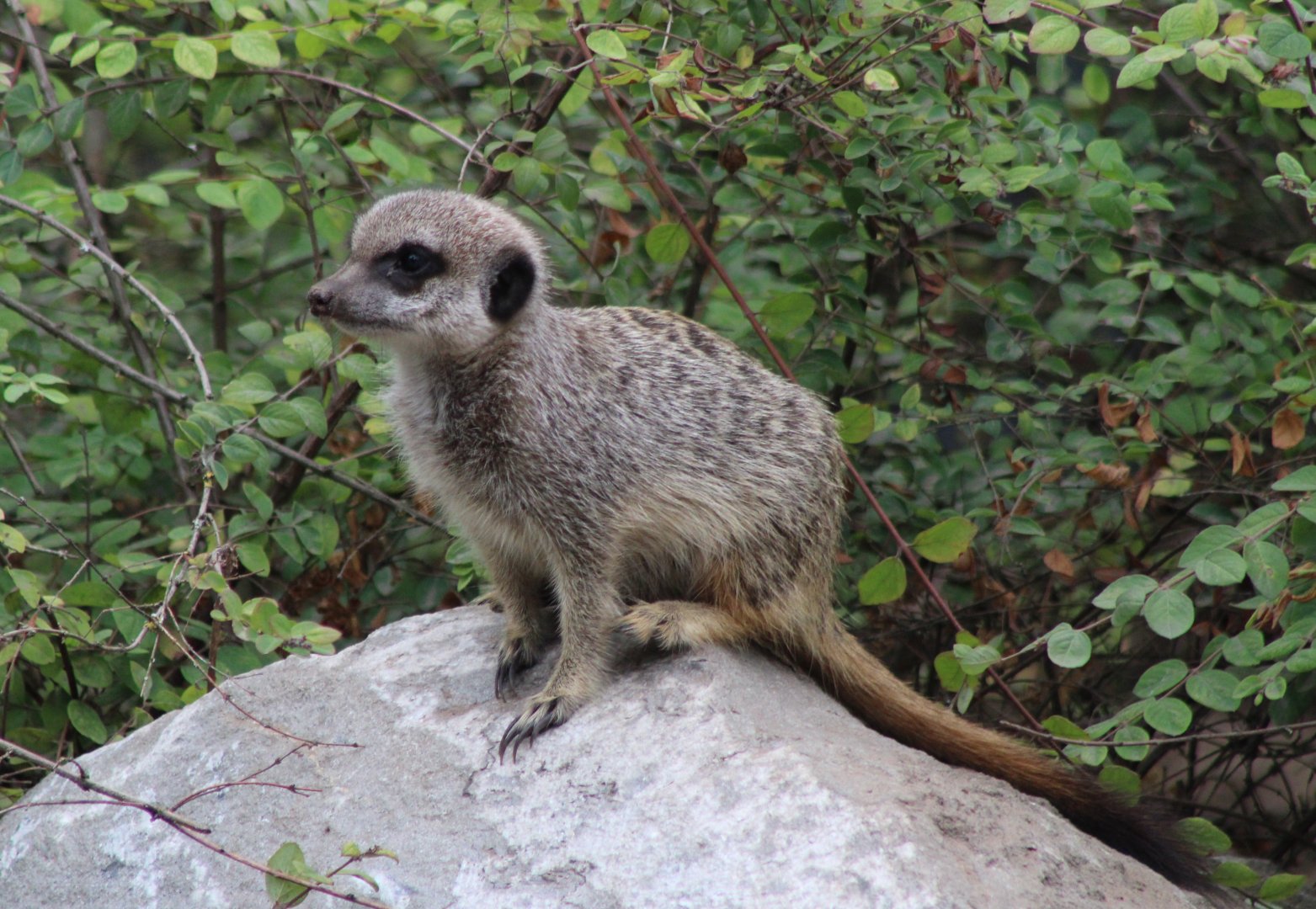 Young Meerkat