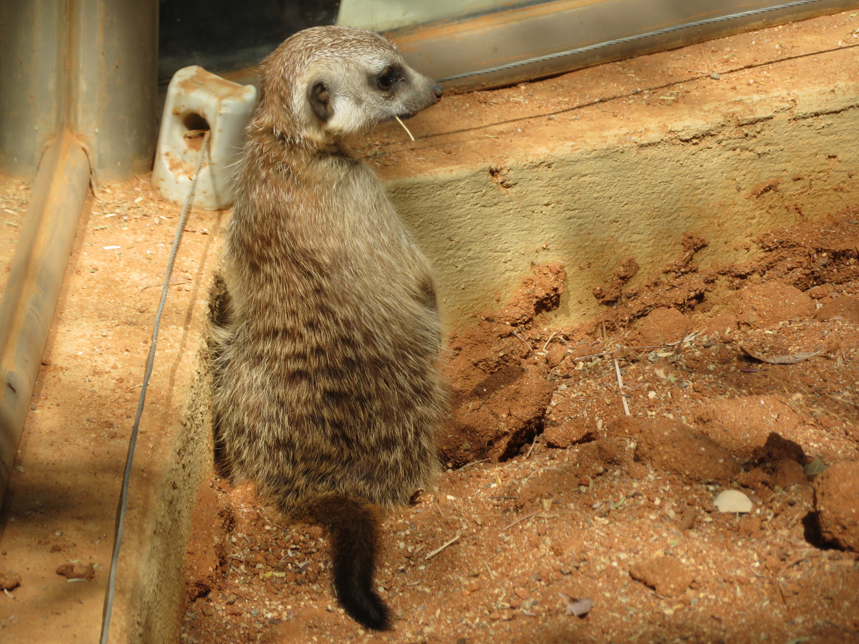 Young Meerkat