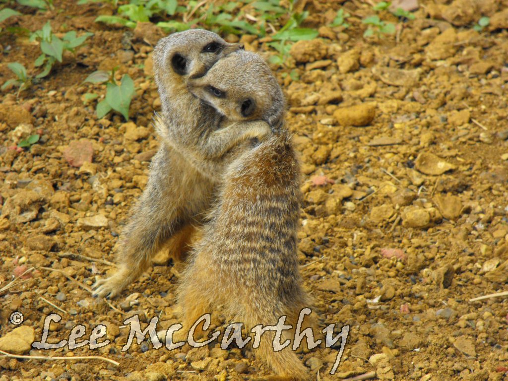 Young Meerkats