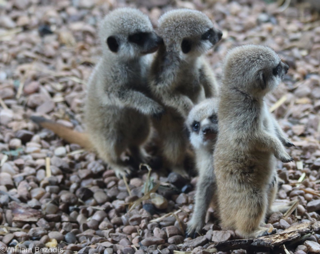 Young Meerkats