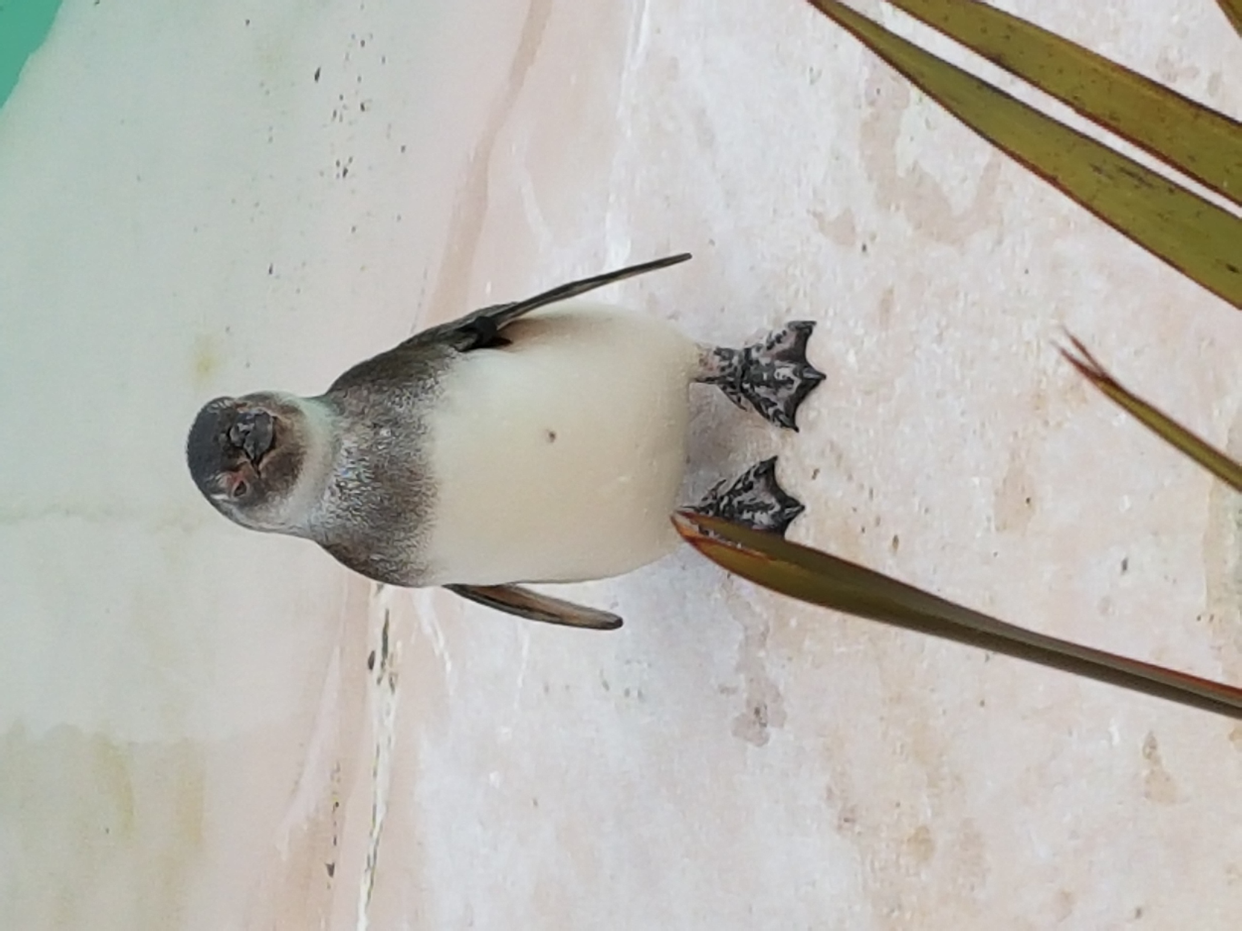 Young Megellanic penguin