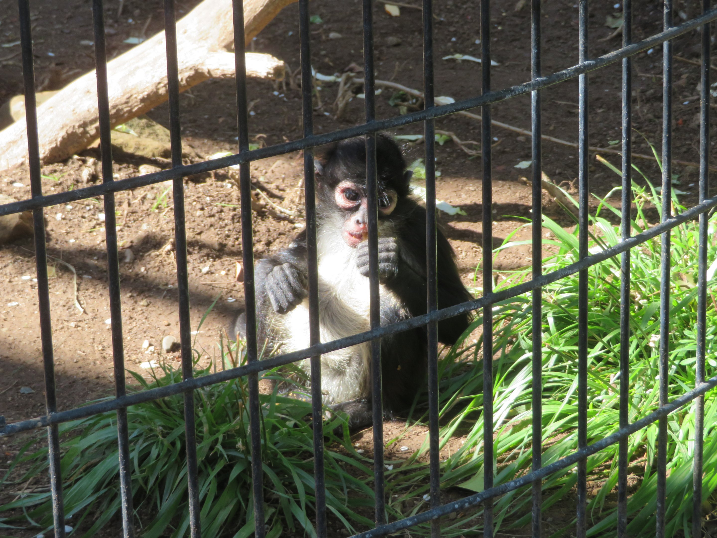 Young Mexican Spider Monkey