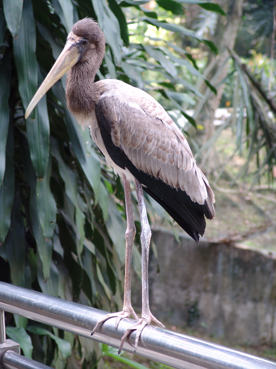 Young Milky Stork (Mycteria cinerea)