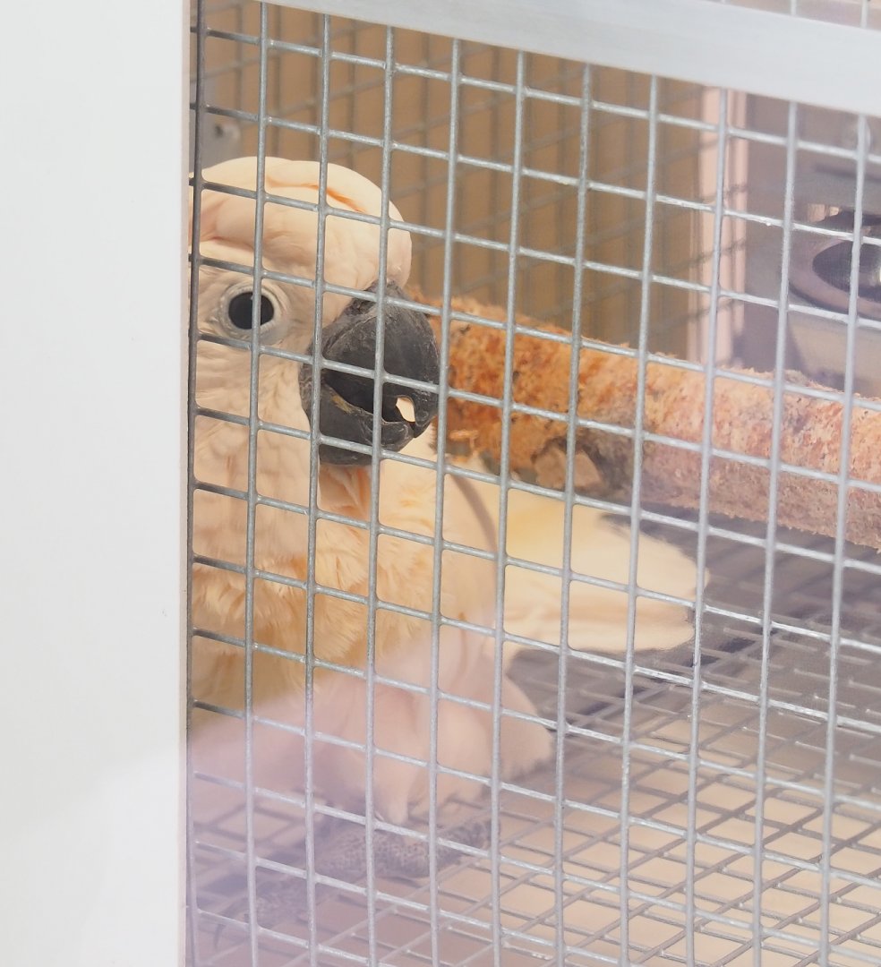 Young Moluccan cockatoo  (Cacatua moluccensis), 2023-05-16
