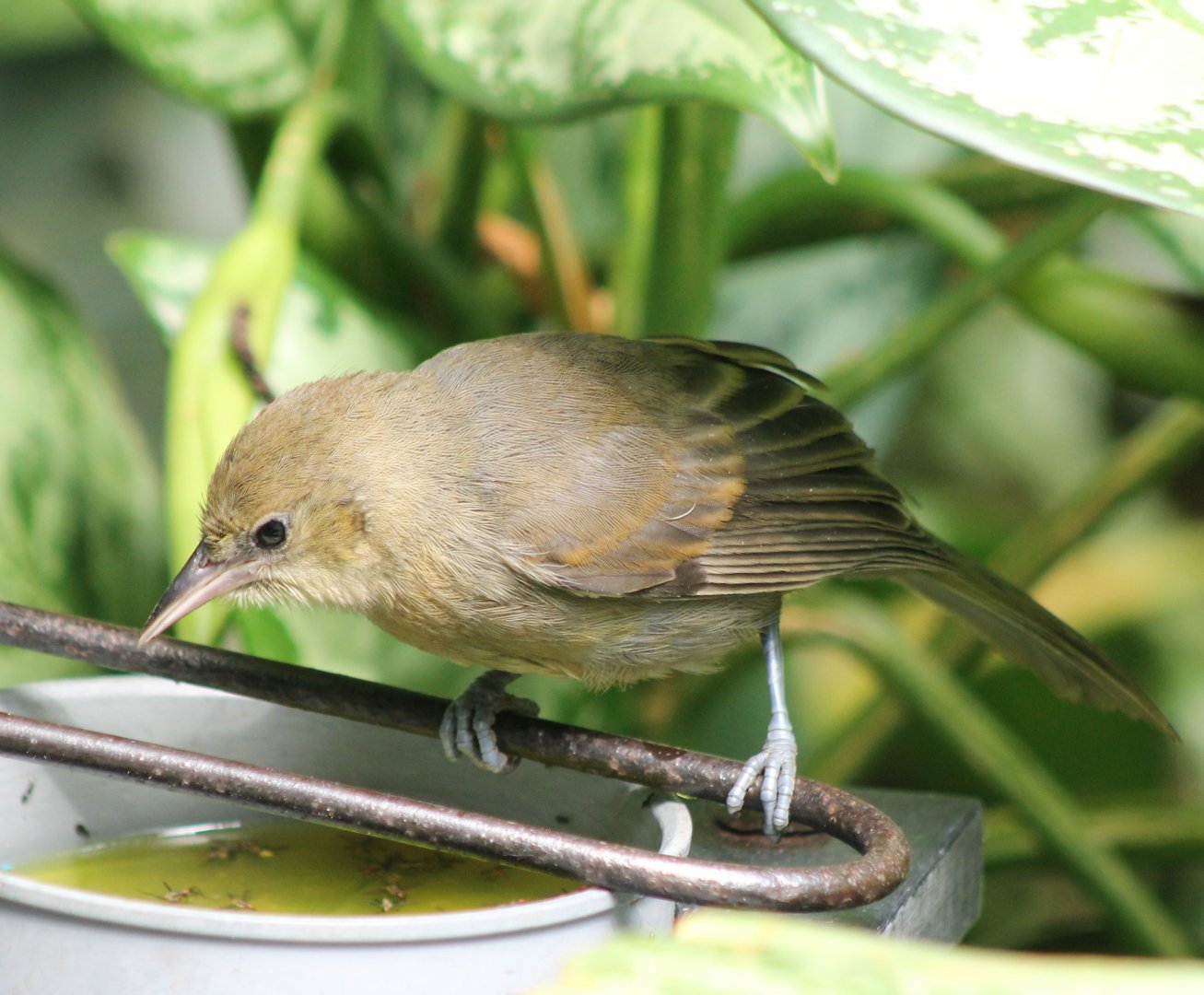 Young Montserrat oriole