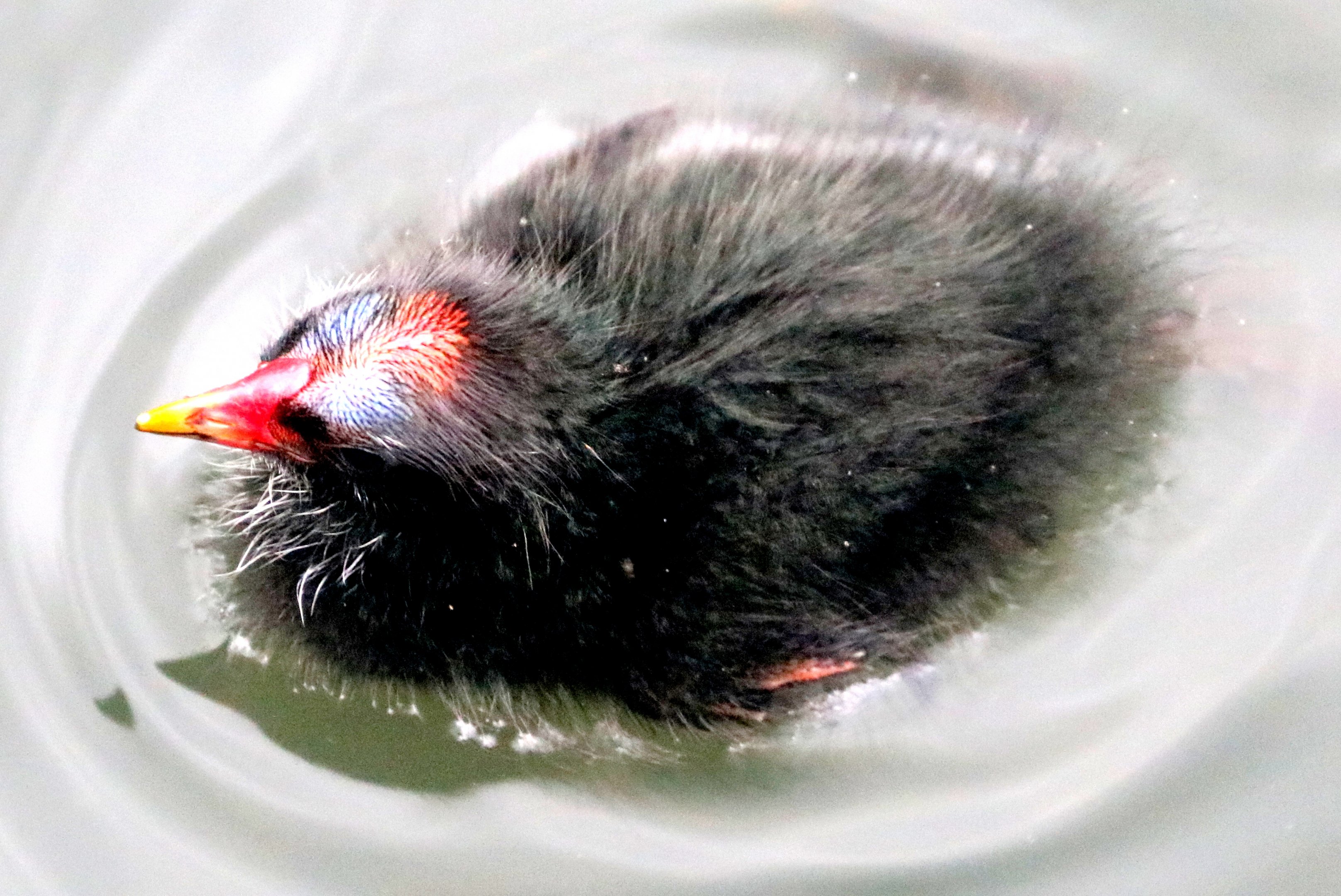 Young moorhen; Barnes; 9th June 2019