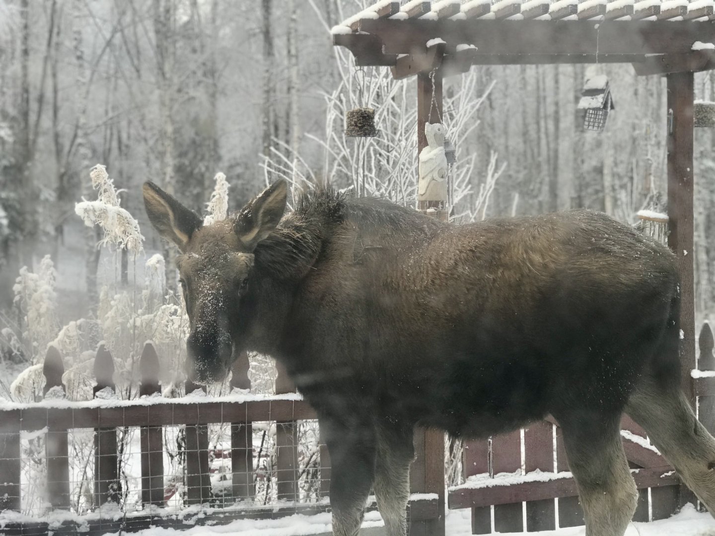 Young moose just outside the door - Alaska.
