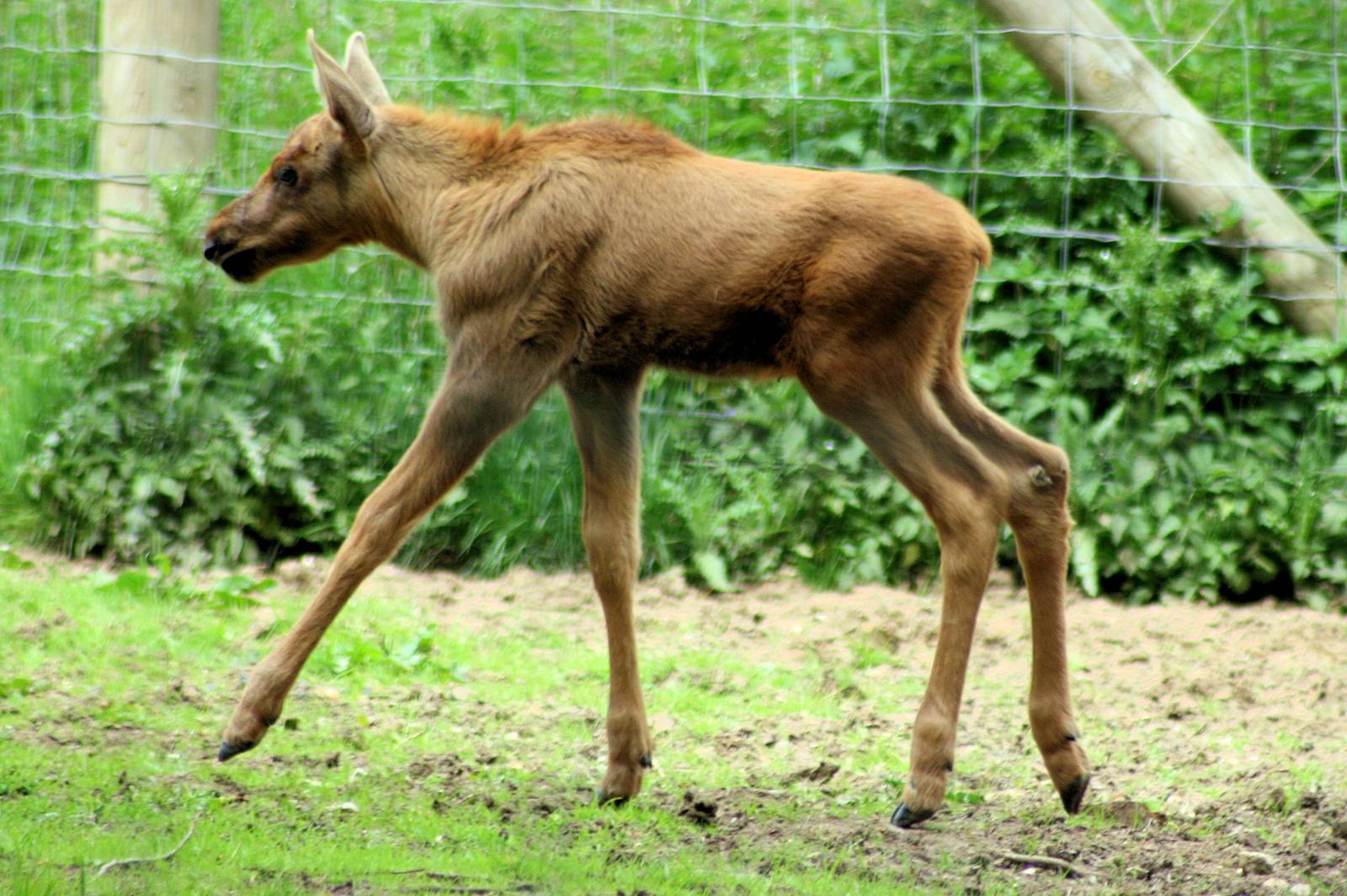 Young moose; Whipsnade; 8th June 2013