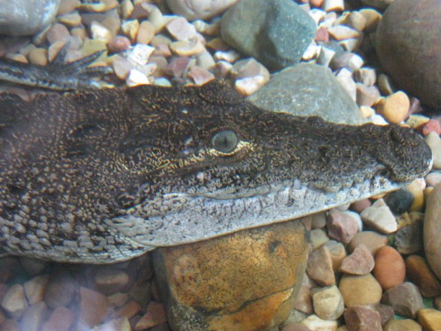 Young Morelet`s Crocodile August 2014.