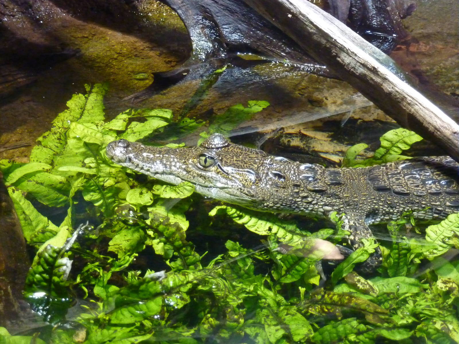 Young Morelet's crocodile