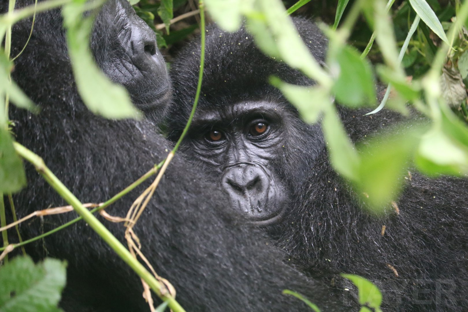 Young mountain gorilla, February 2019