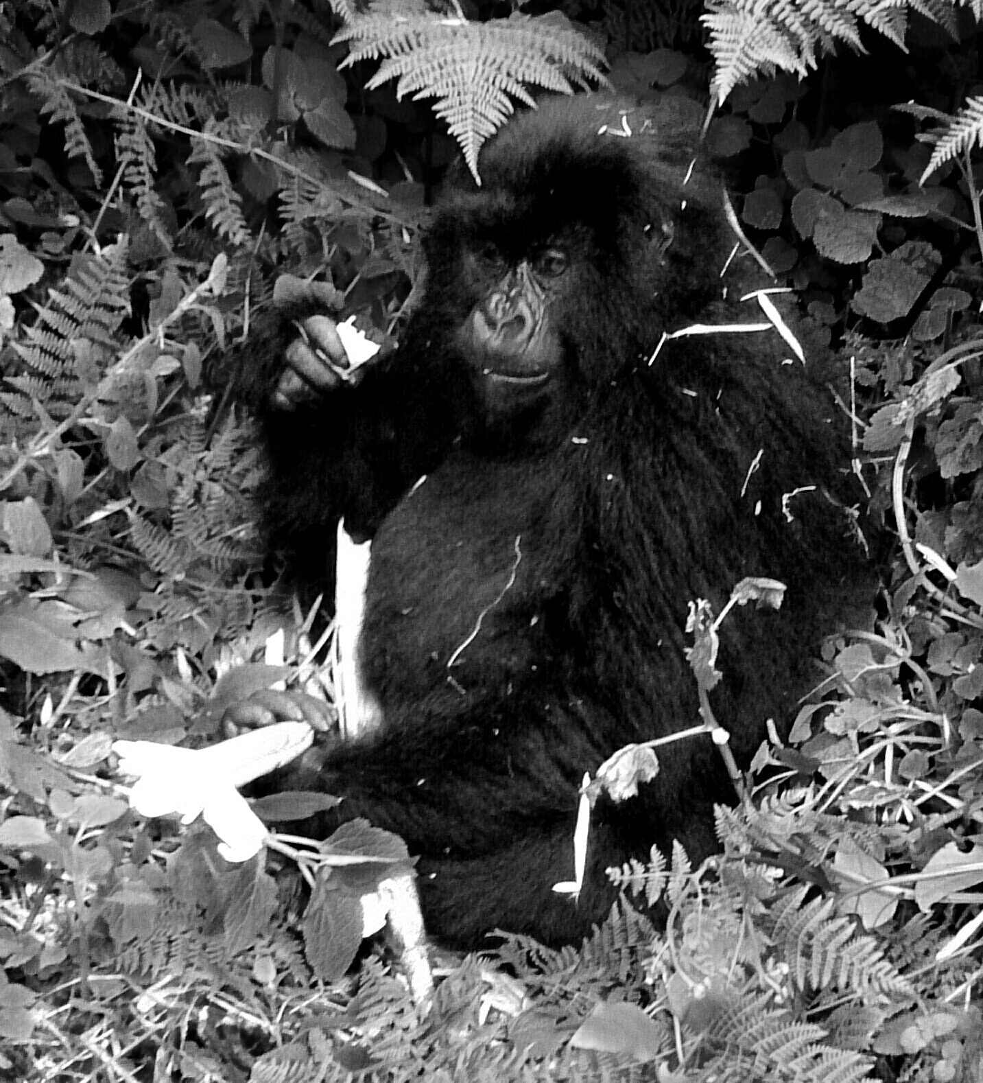 young mountain gorilla