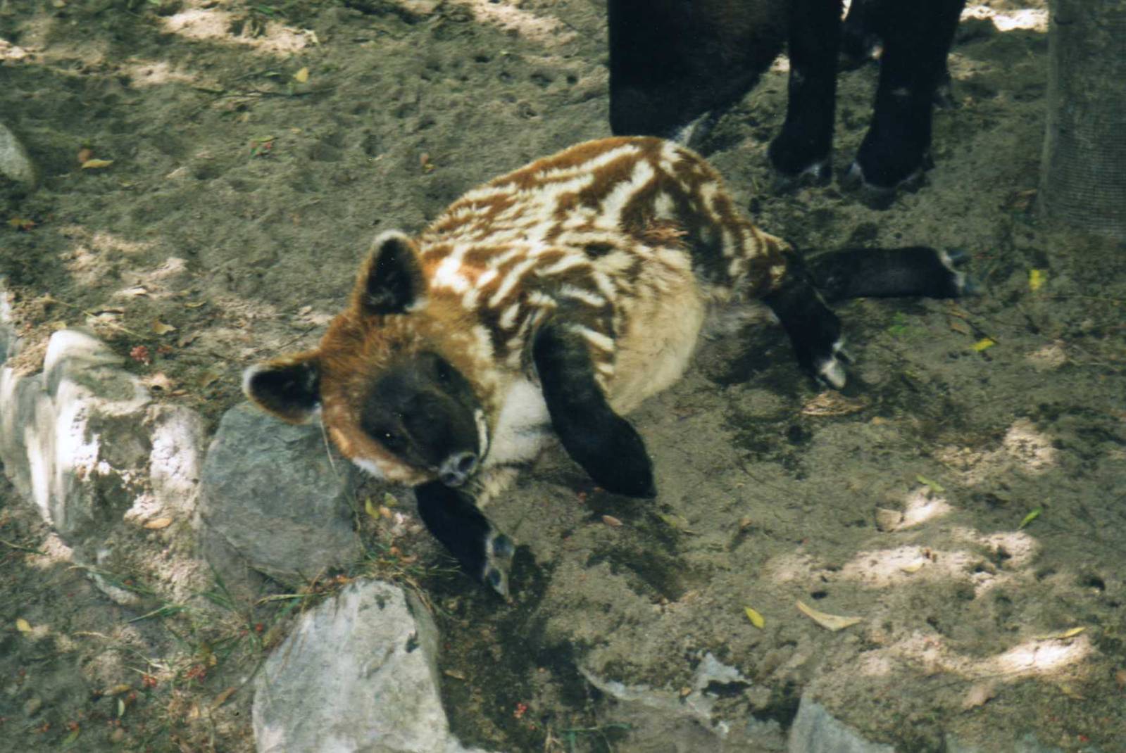 Young Mountain Tapir