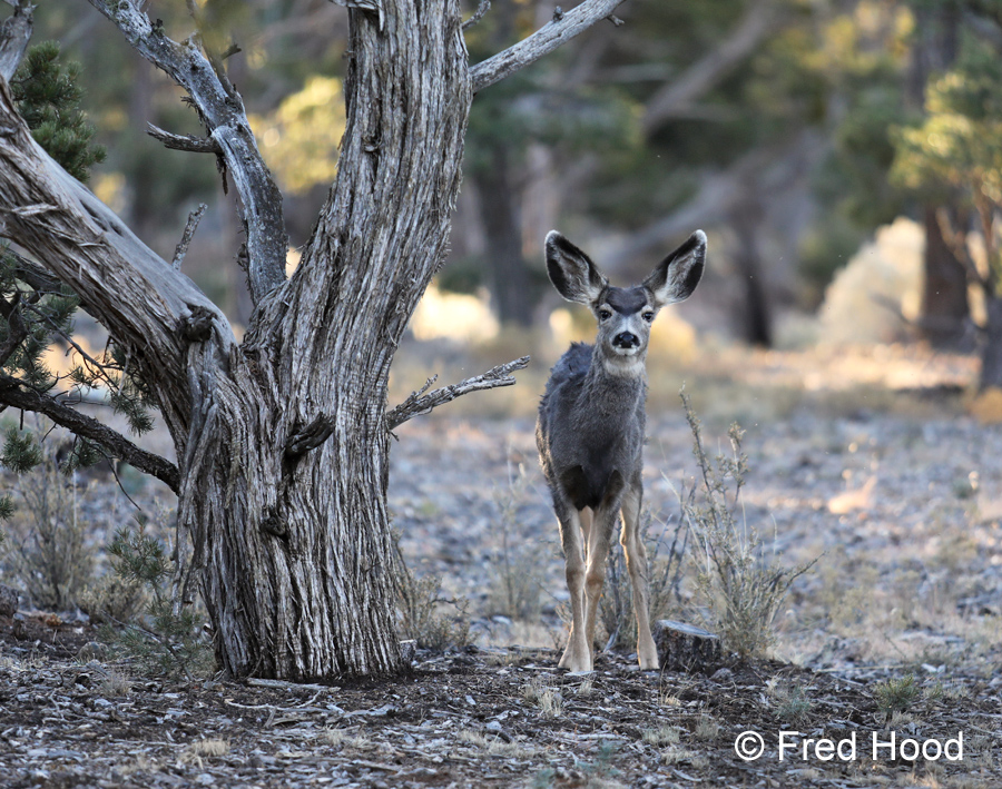 Young mule deer (wild)