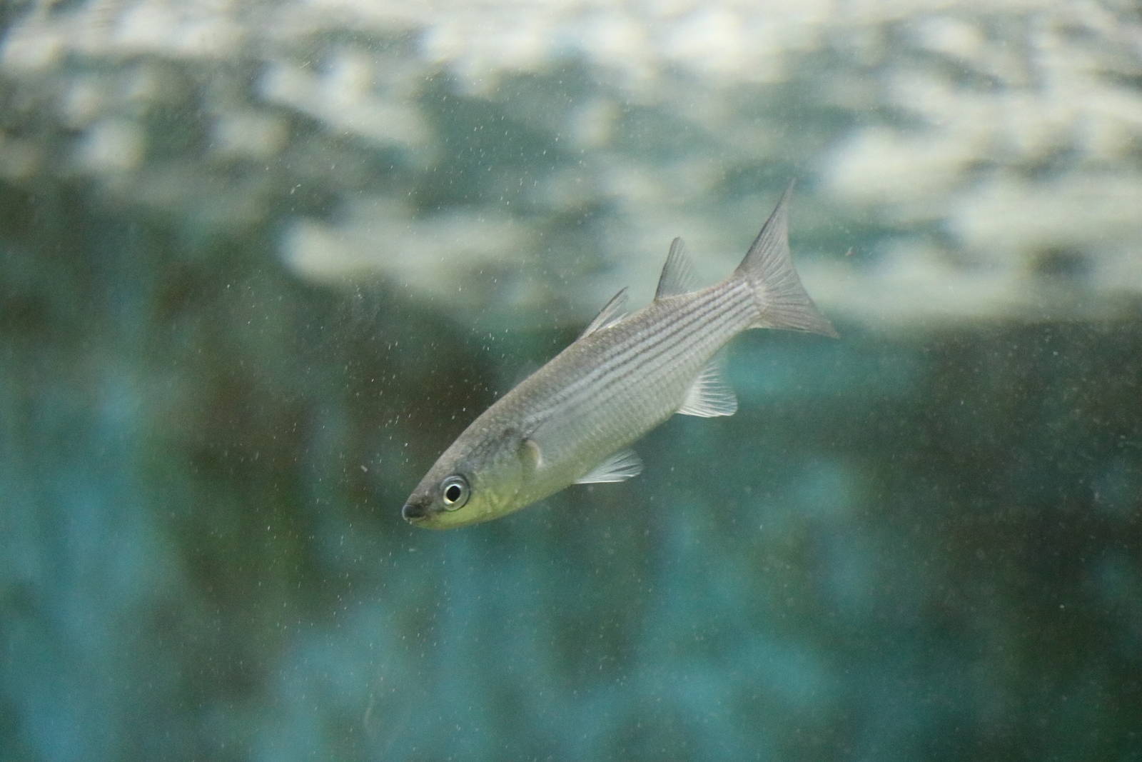 Young mullet, February 2016