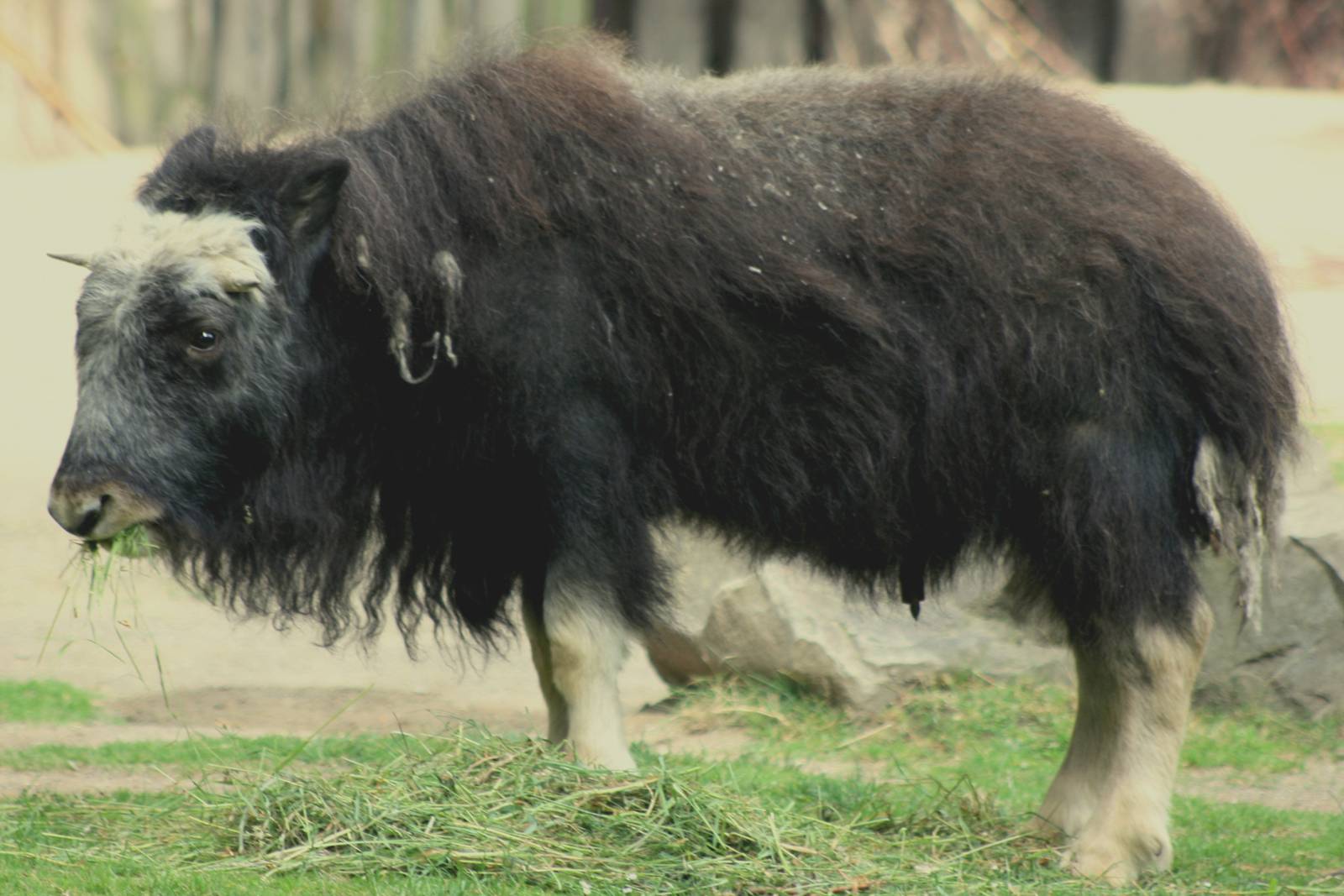 Young musk-ox; Cologne; 28th May 2011
