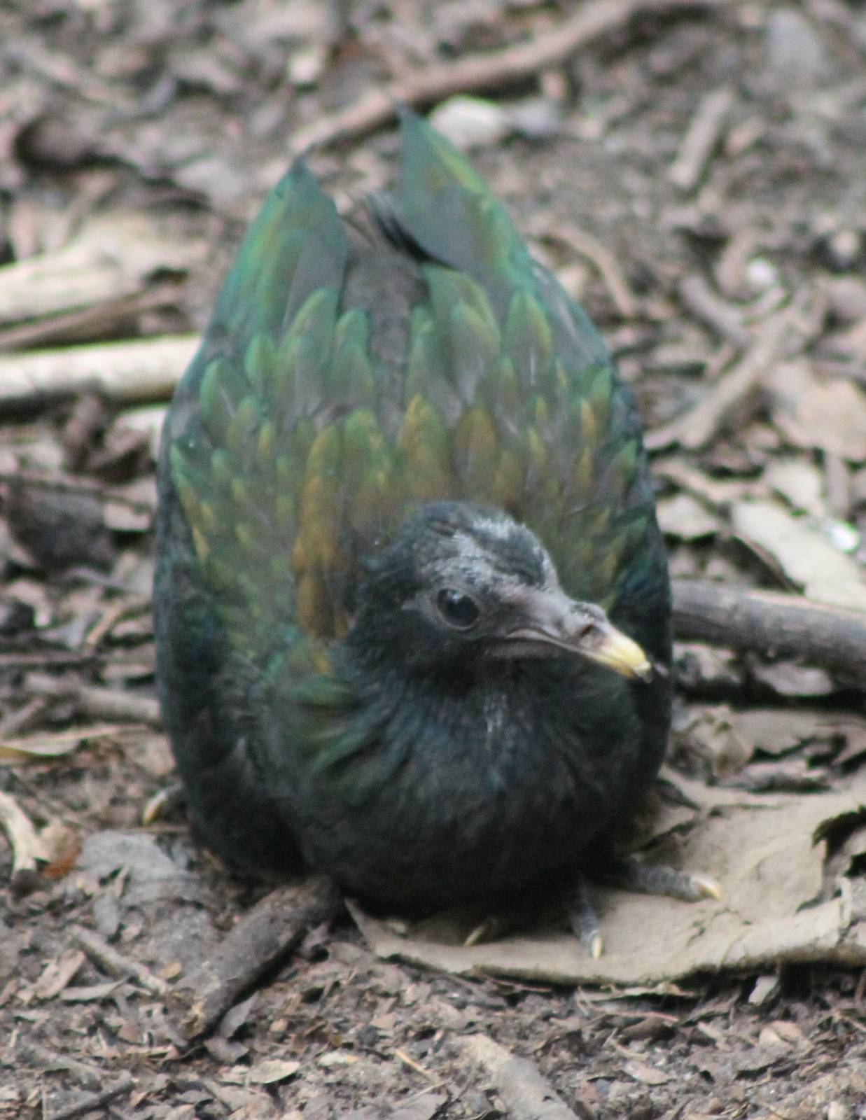 Young Nicobar pigeon