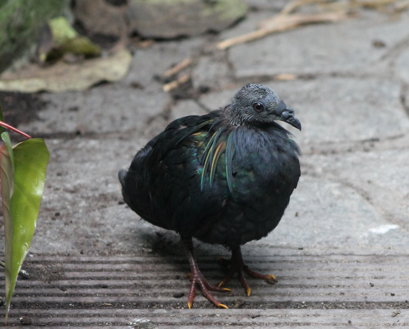 Young Nicobar pigeon