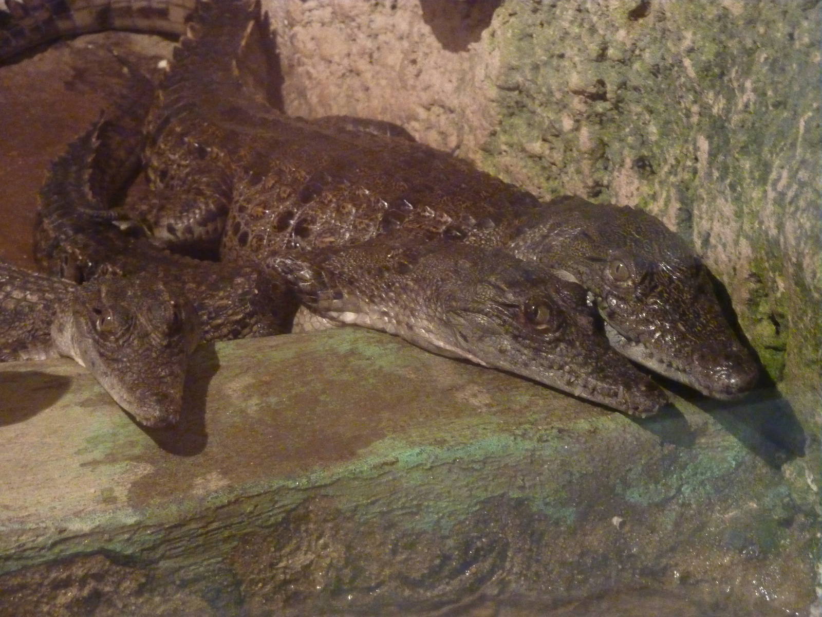Young Nile crocodiles