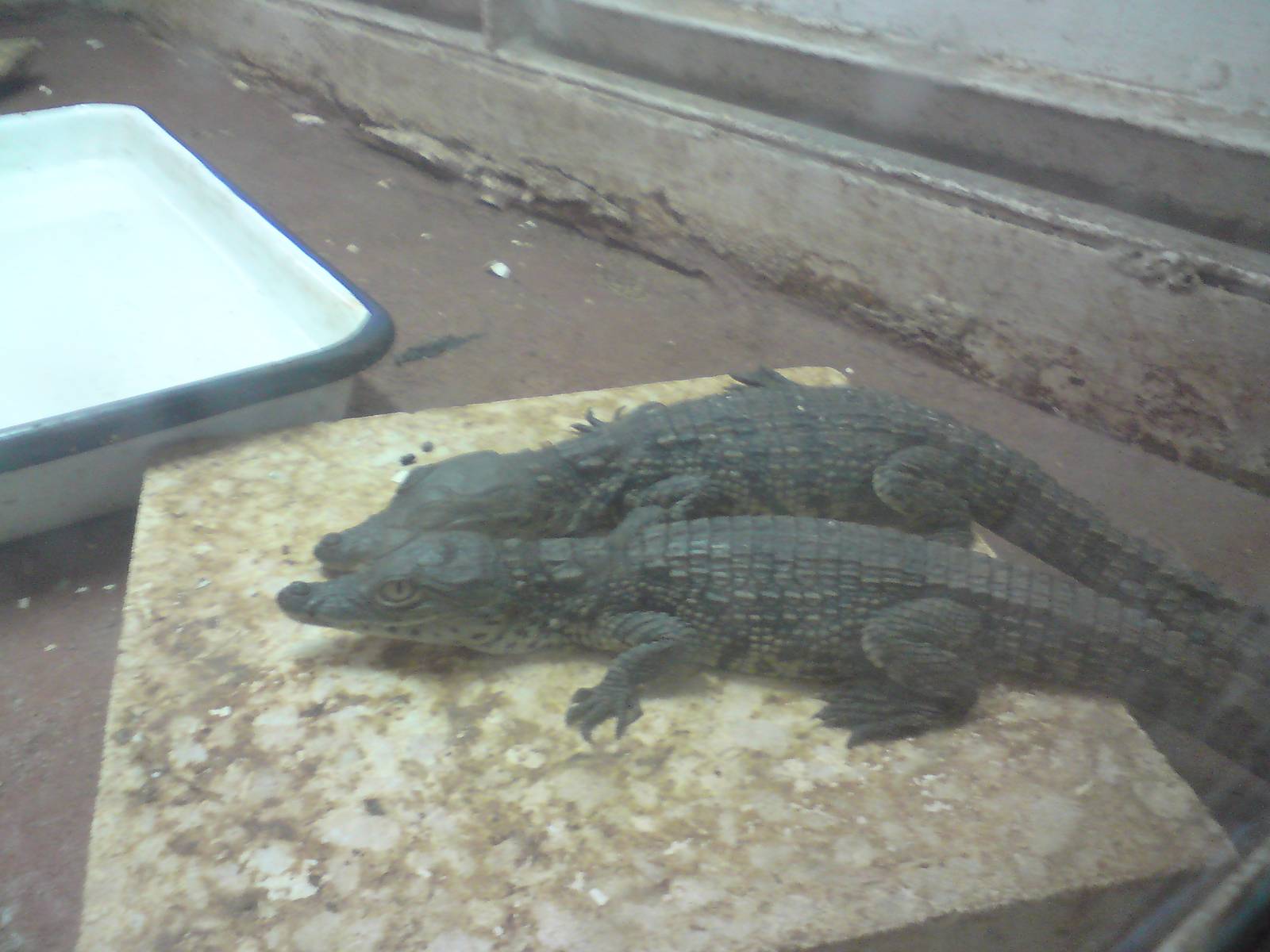 Young Nile crocodiles