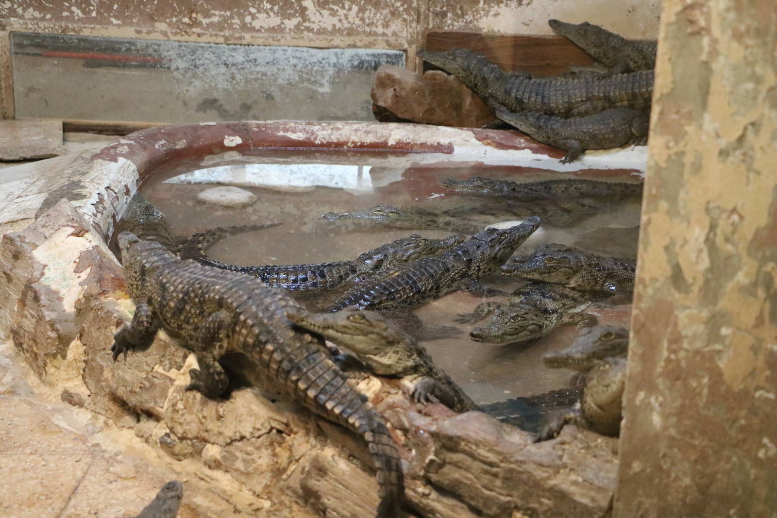 Young Nile crocs, February 2016