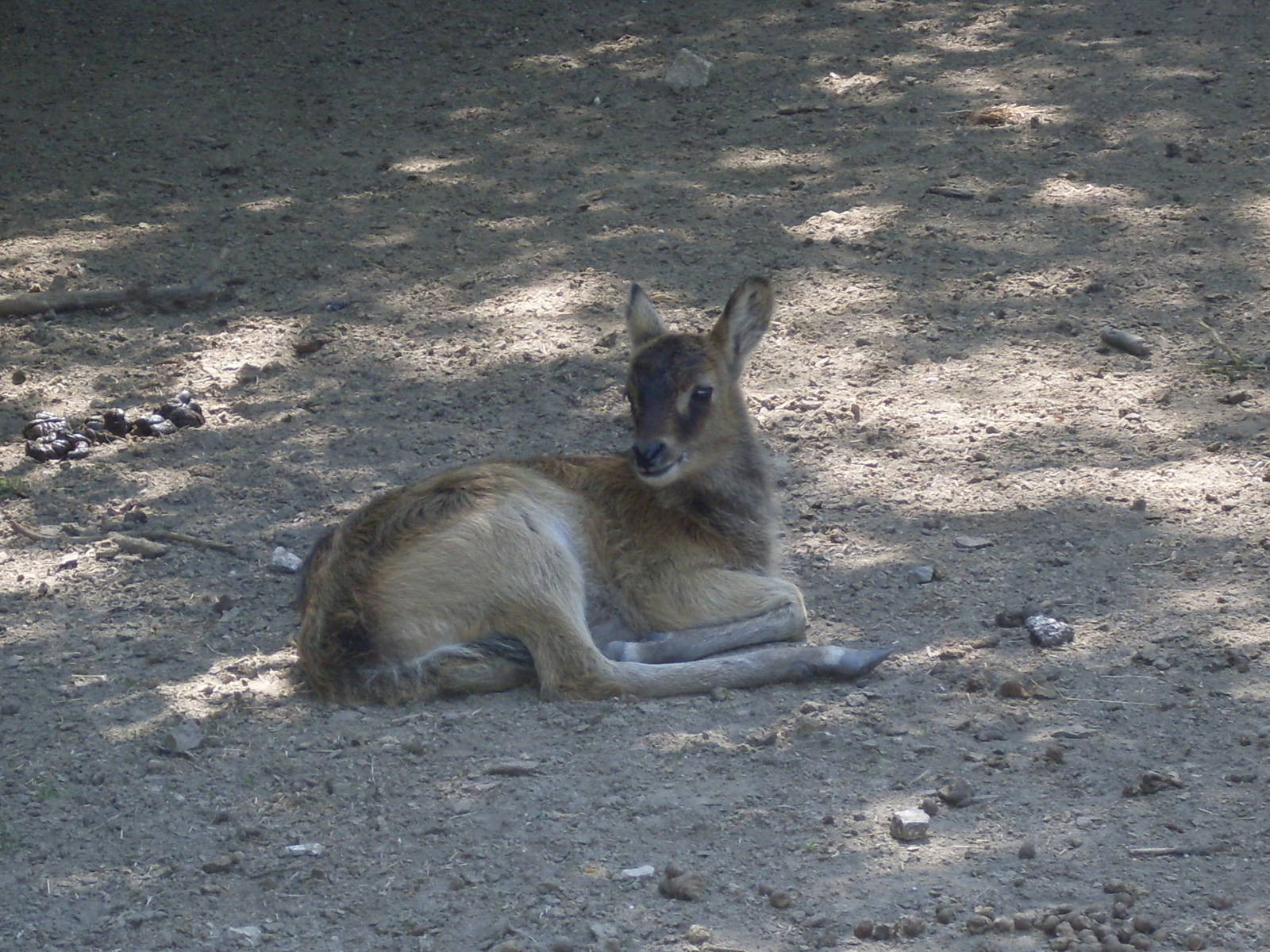 Young Nile Lechwe at Zoo di Napoli 2012