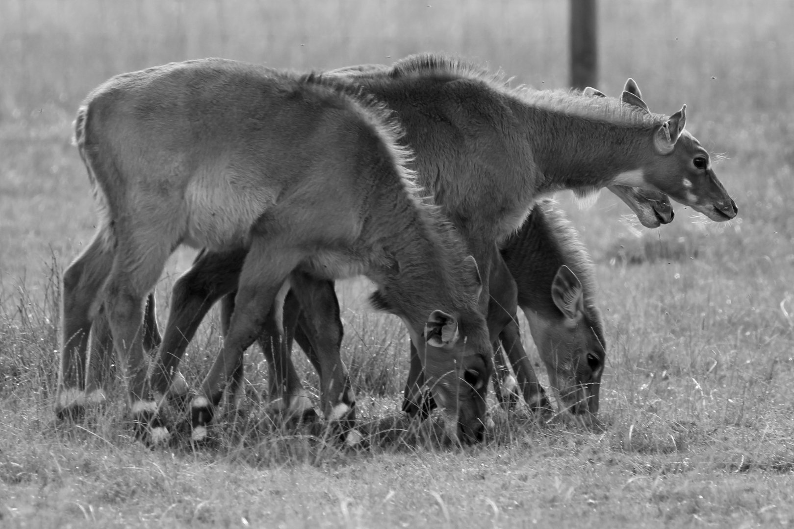 Young Nilgai, Oct 2016