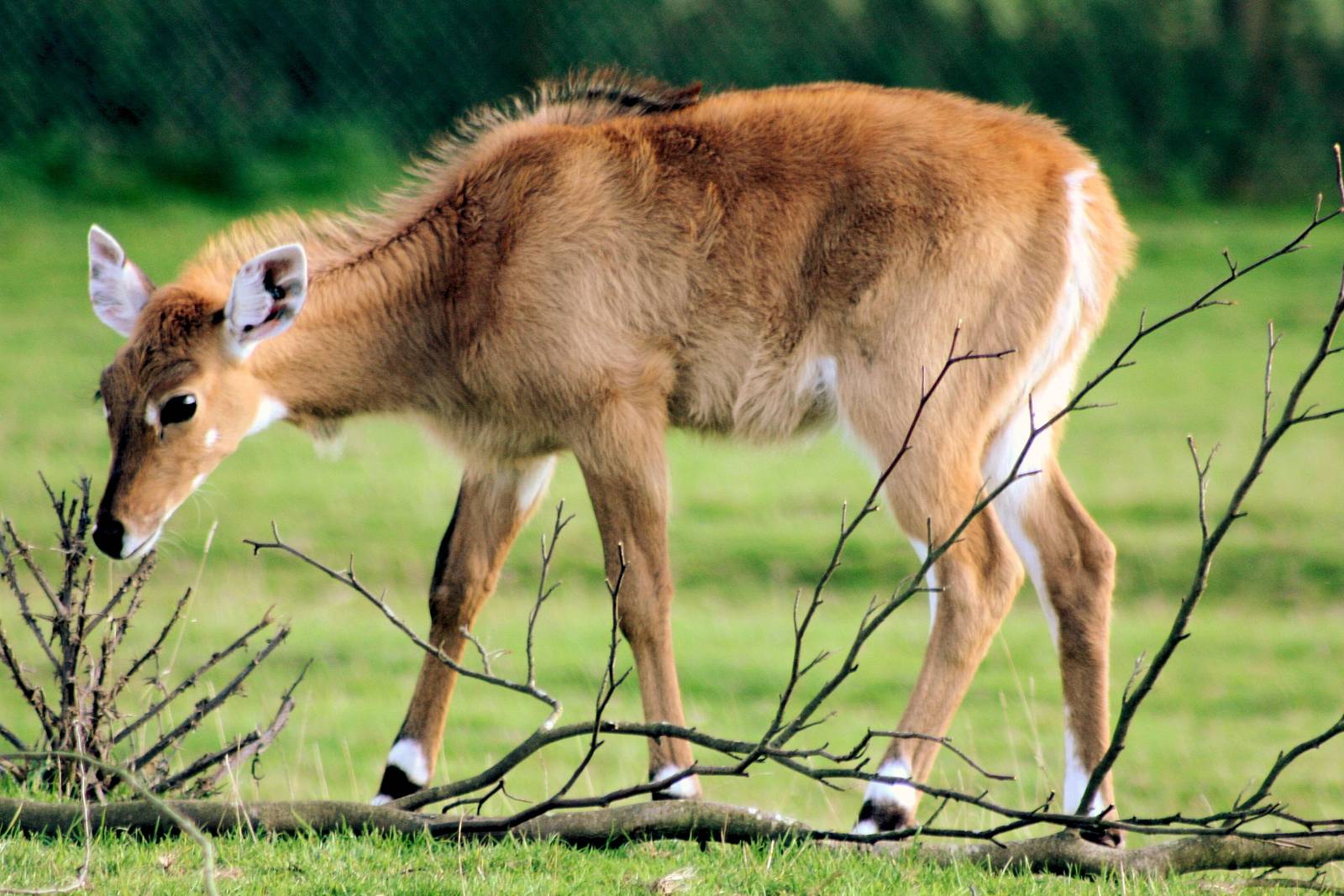 Young nilgai; Whipsnade; 19th September 2015