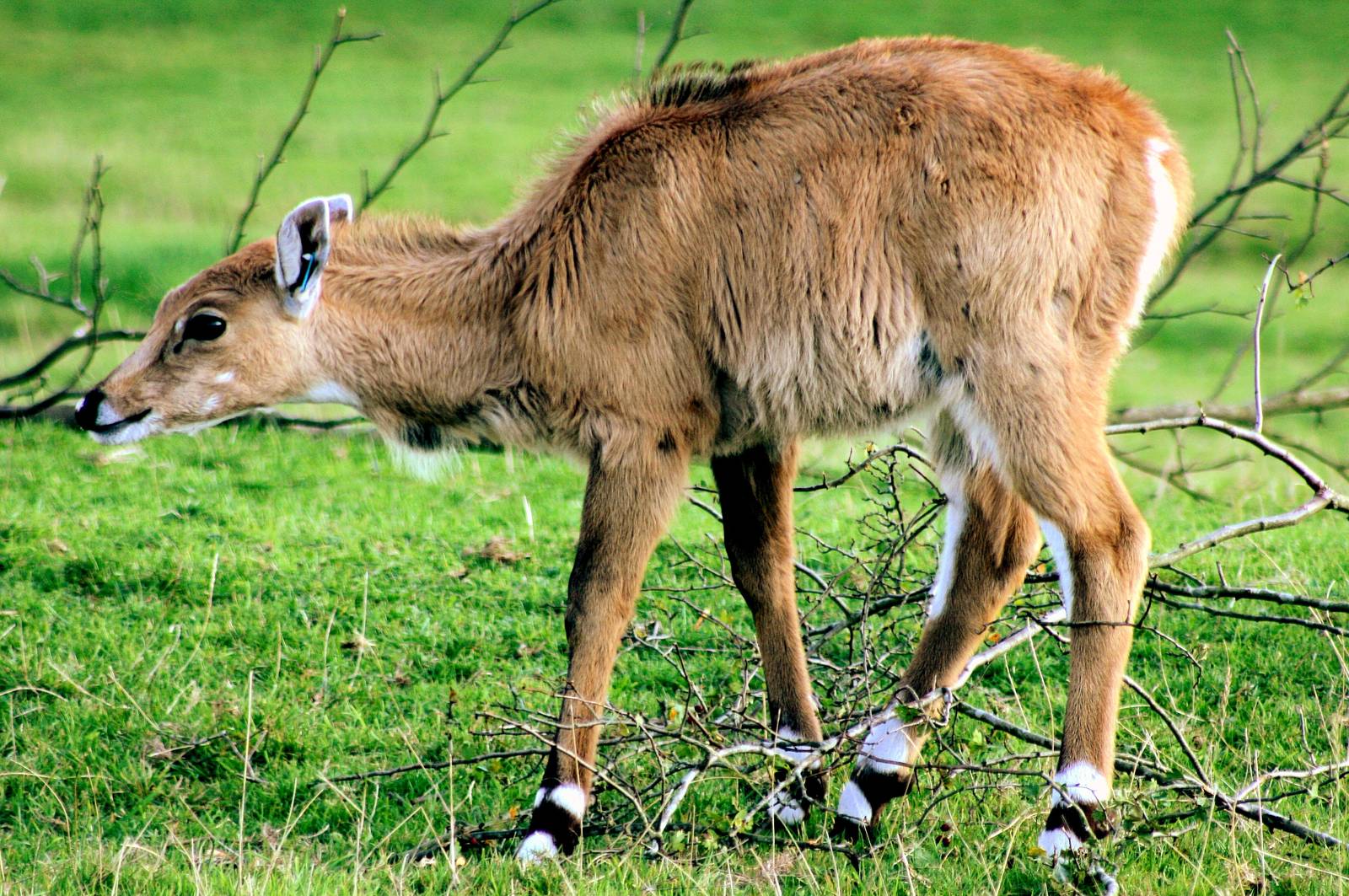 Young nilgai; Whipsnade; 19th September 2015