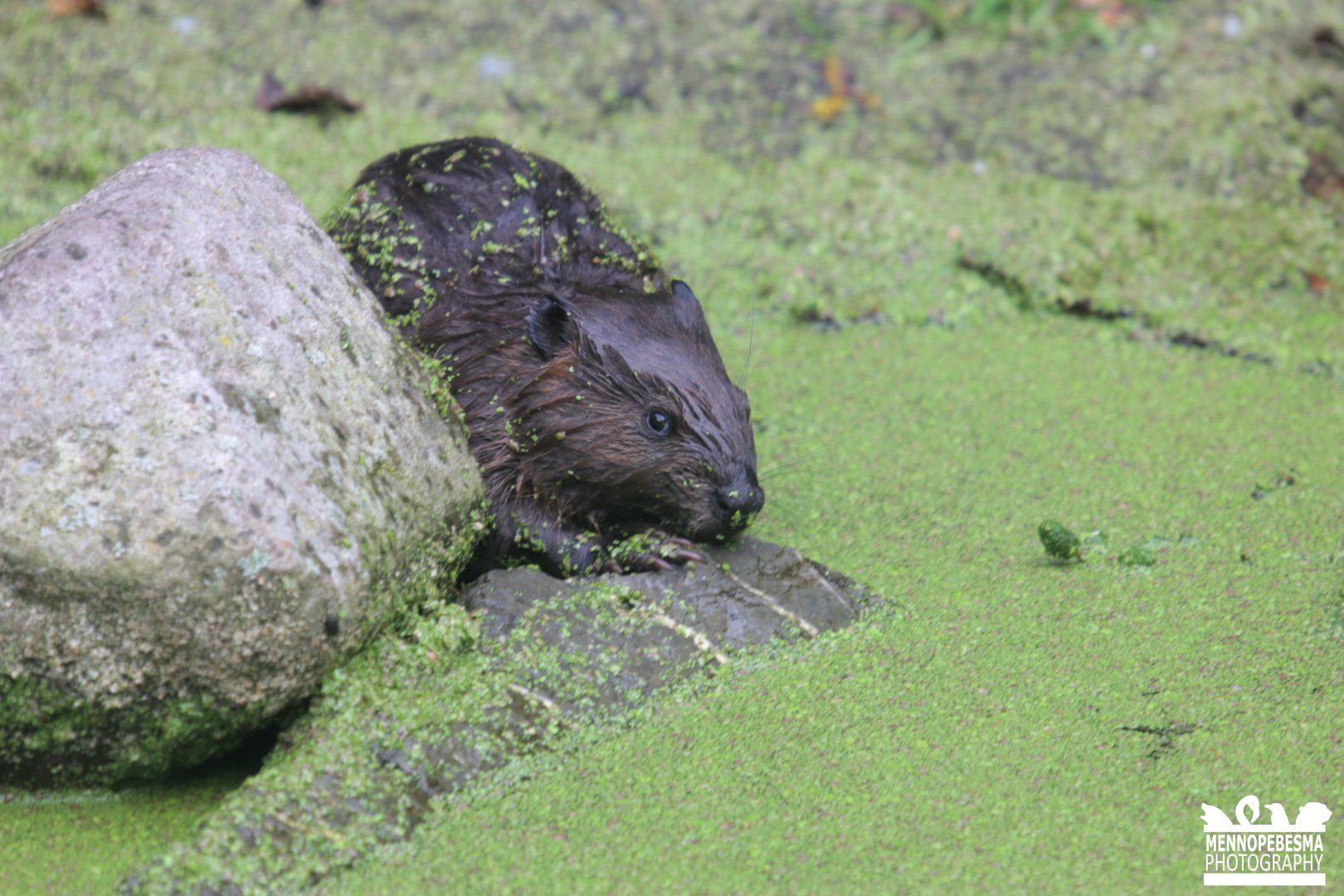 Young North American beaver