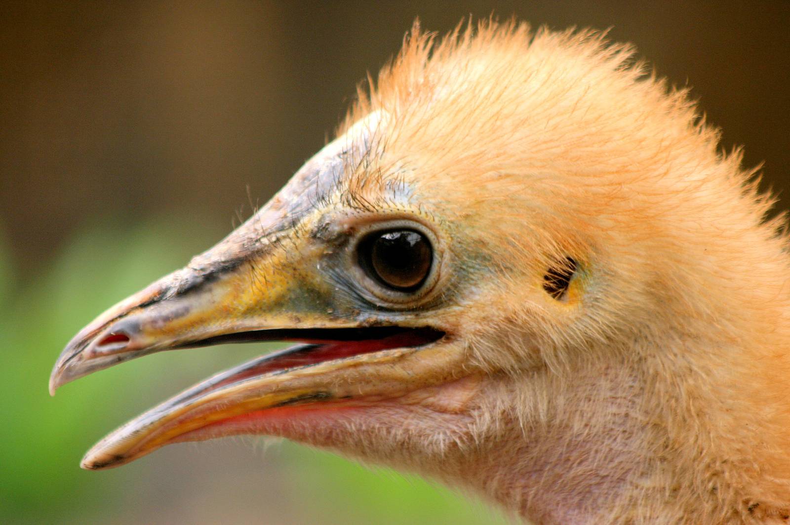 Young northern cassowary; RSCC; 17th May 2014