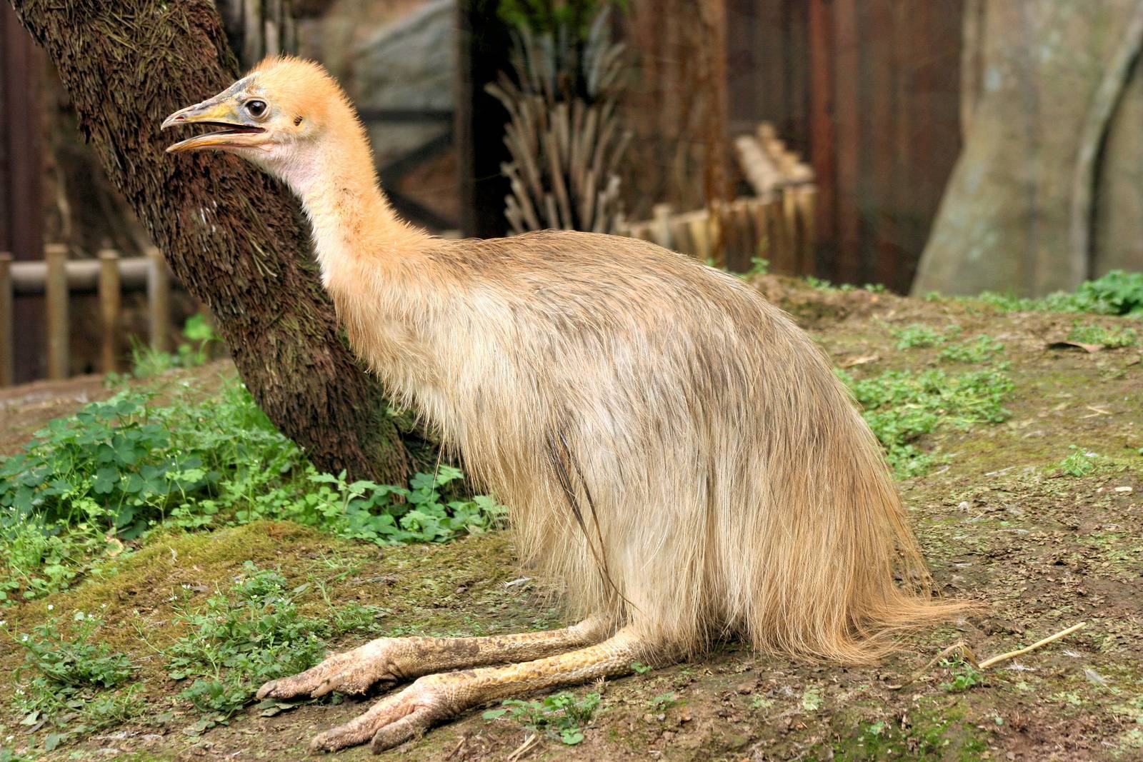 Young northern cassowary; RSCC; 17th May 2014