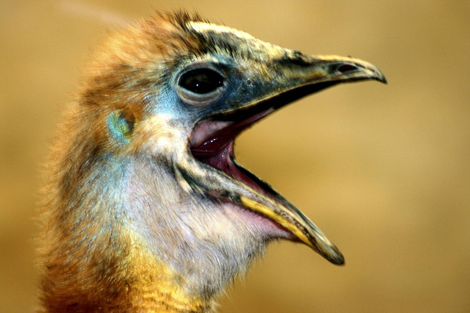 Young northern cassowary; RSCC; 20th July 2014