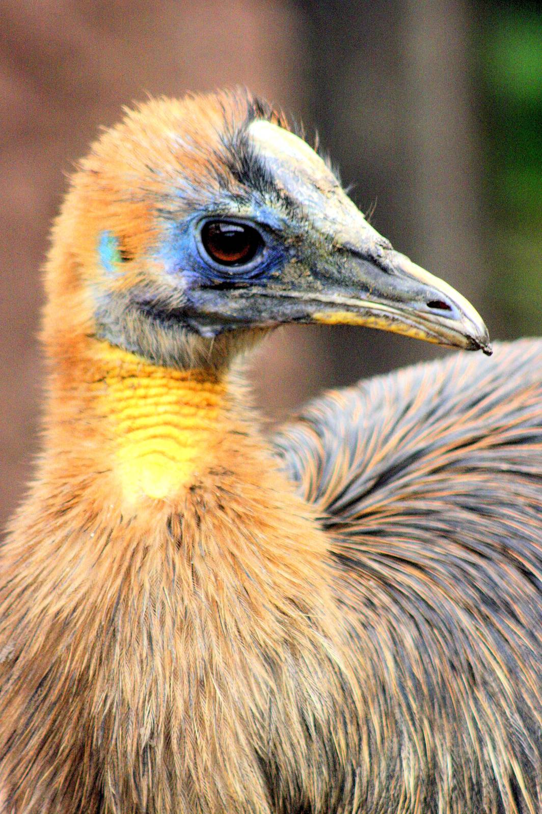 Young northern cassowary; RSCC; 21st September 2014