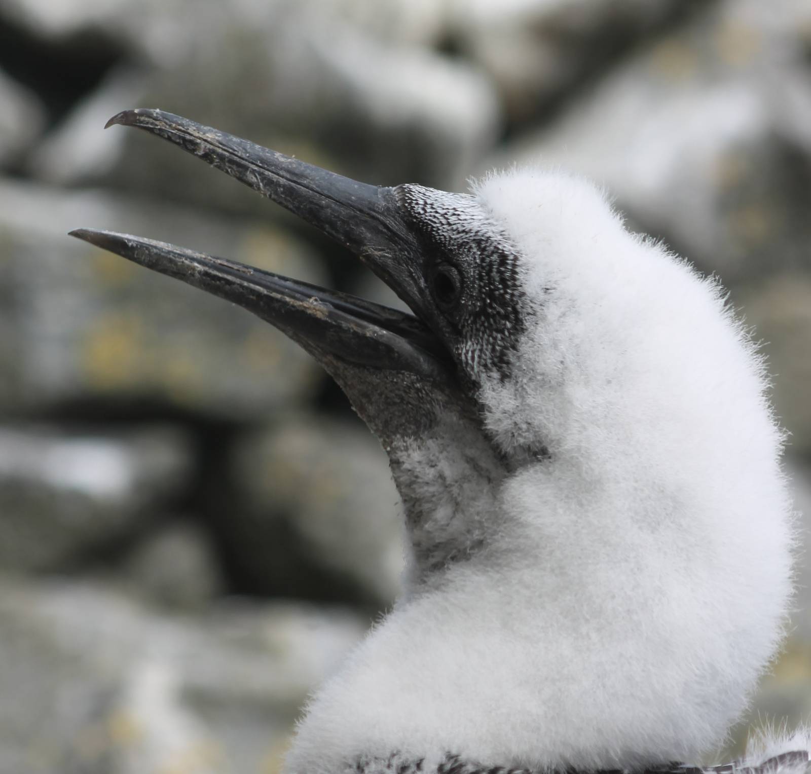 Young Northern gannet