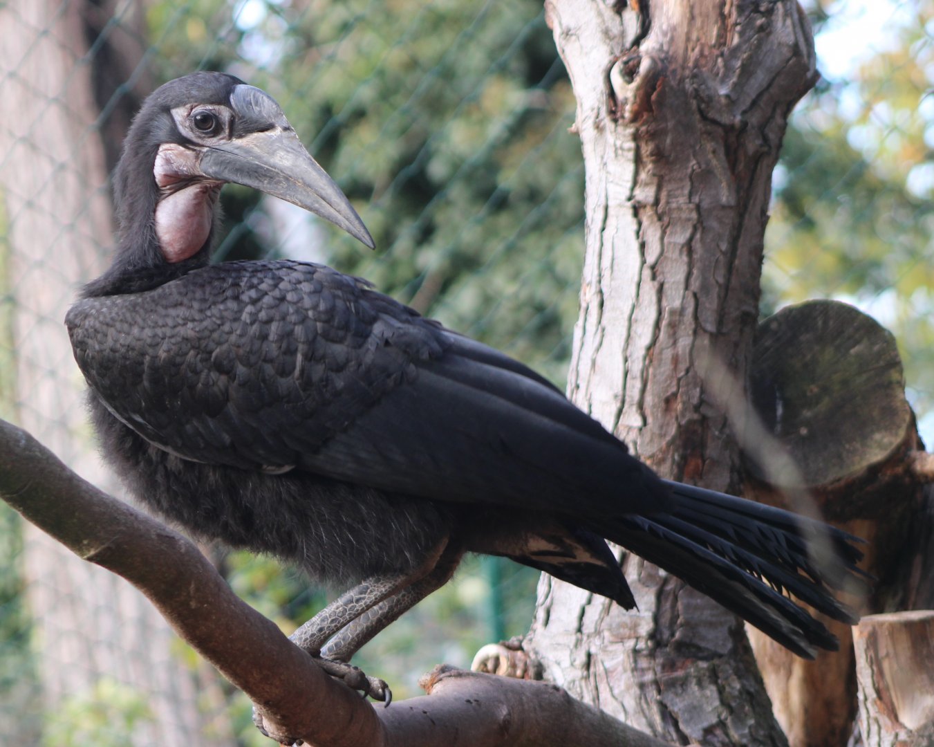 Young Northern ground hornbill