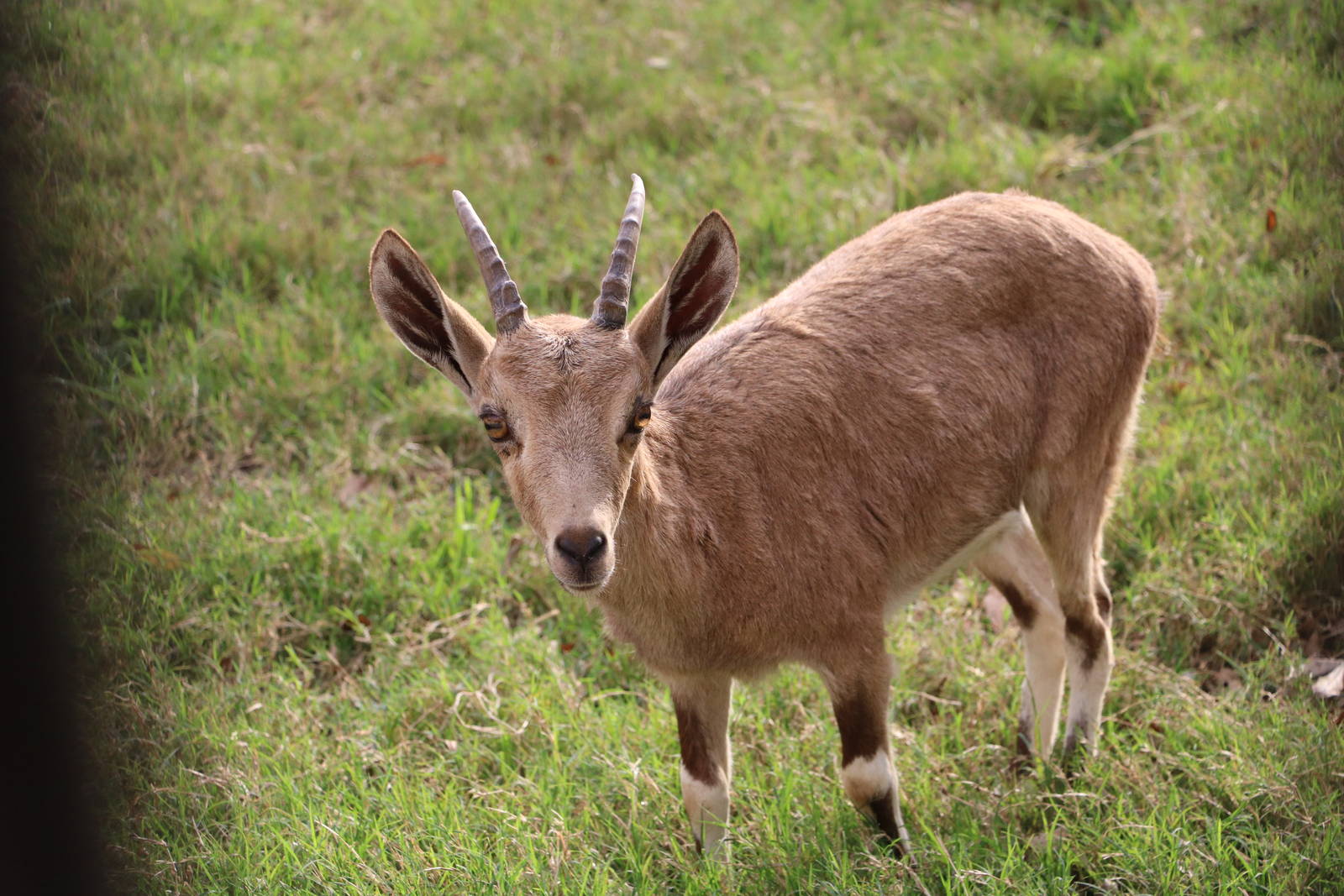 Young Nubian ibex, February 2016