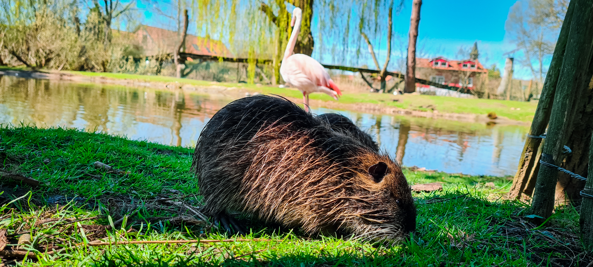 Young Nutria and Flamingo