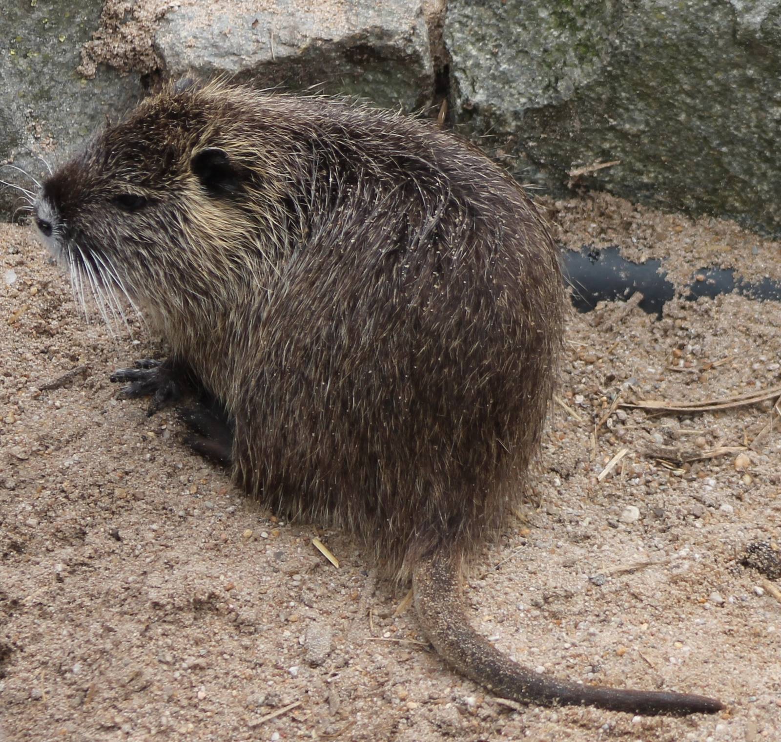 Young nutria