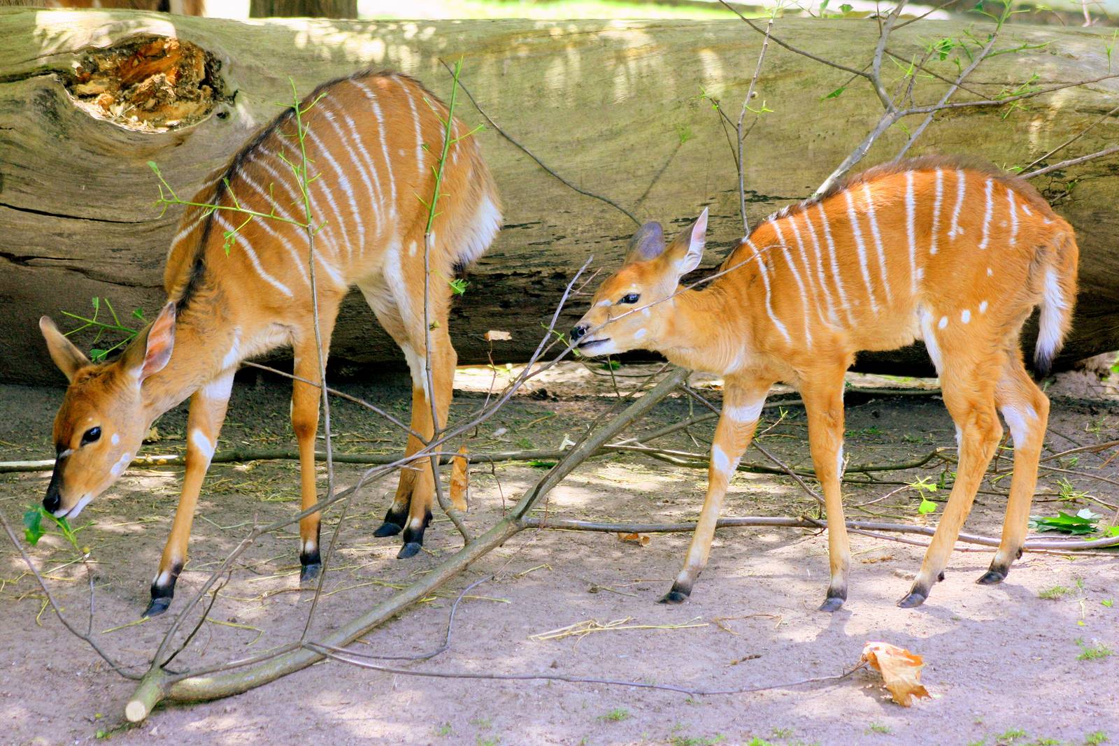 Young nyala; Berlin Zoo; 6th June 2014